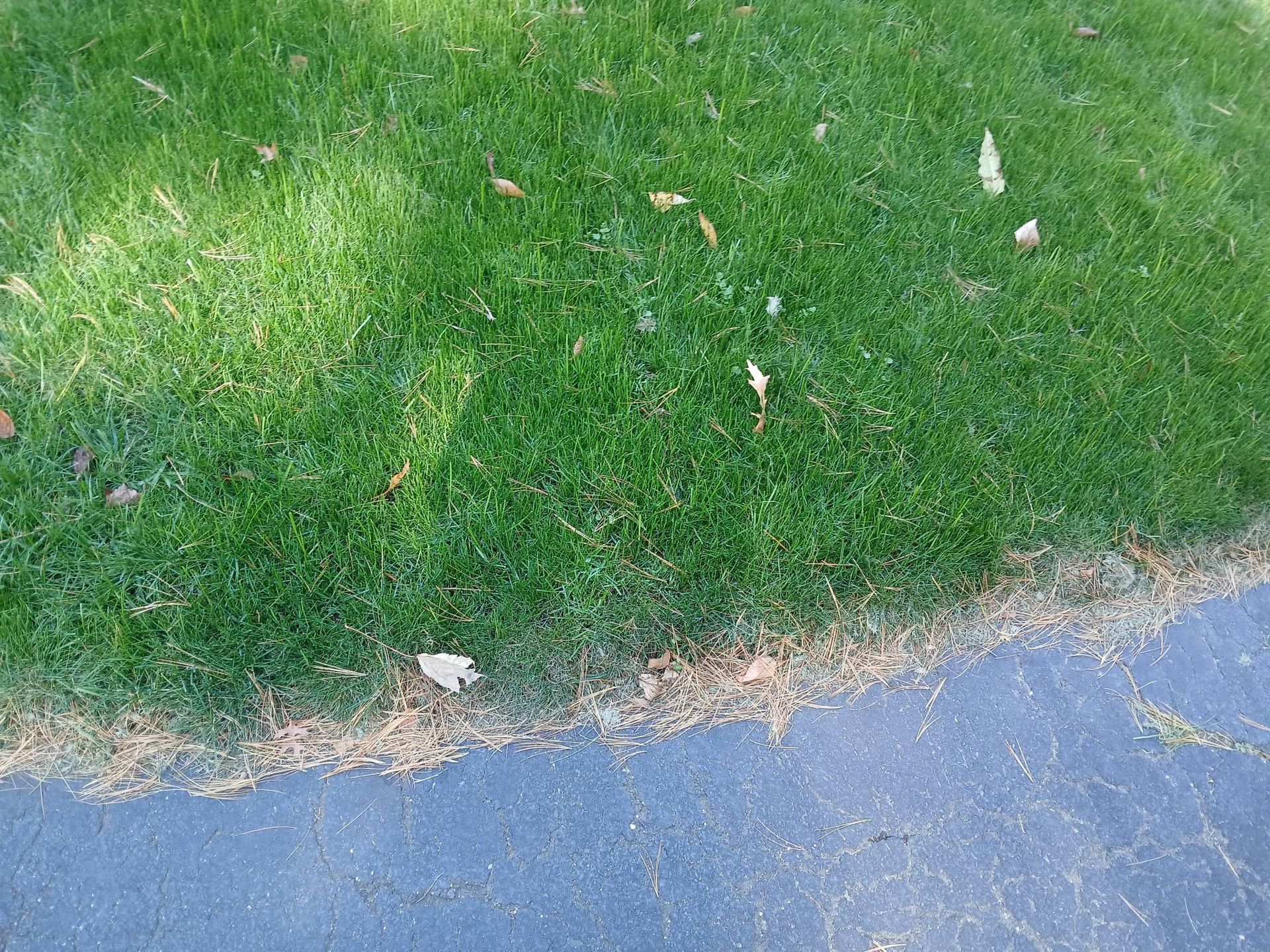 A close up of a lawn next to a road