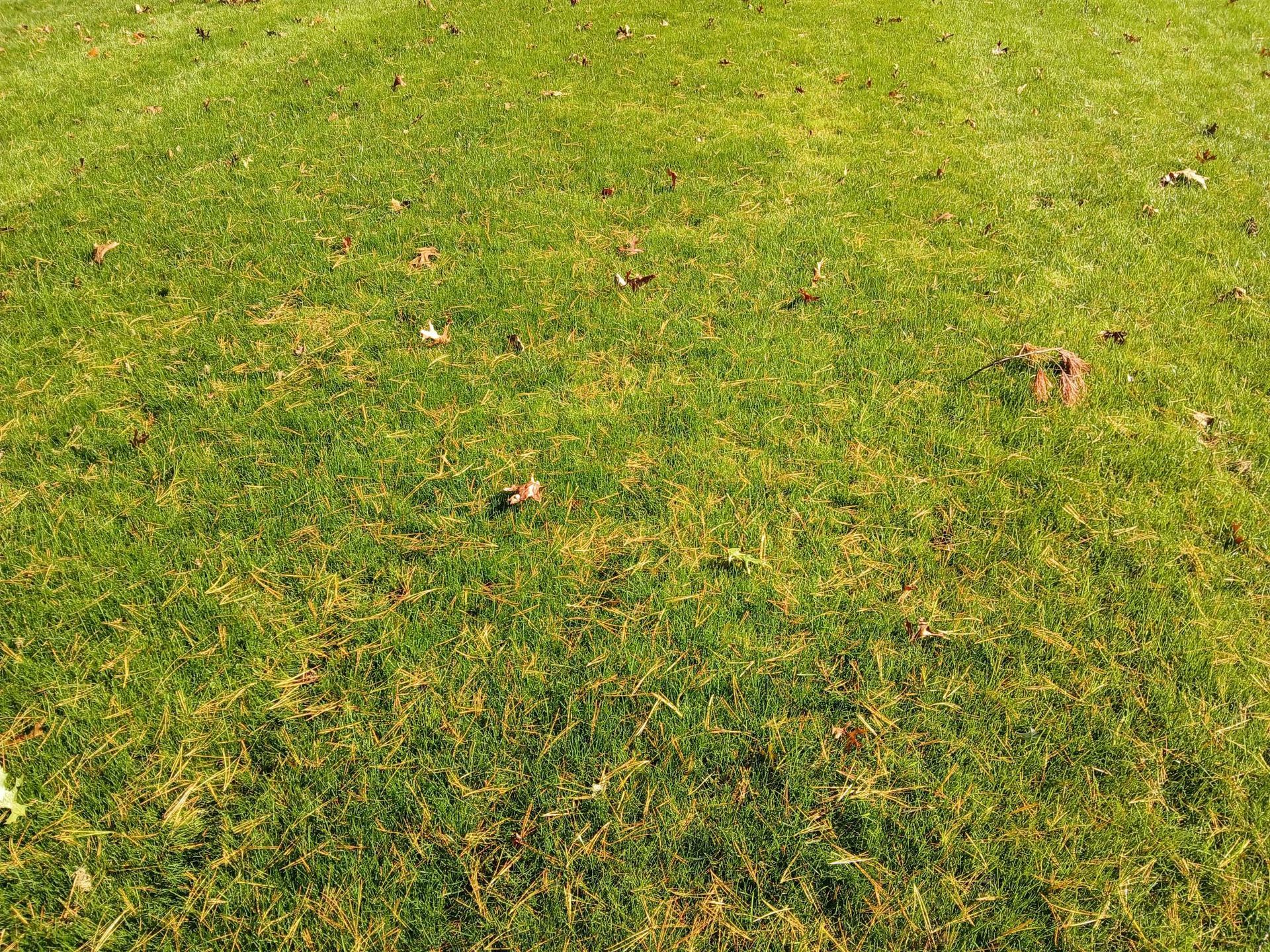 A close up of a lush green lawn with a few leaves on it.