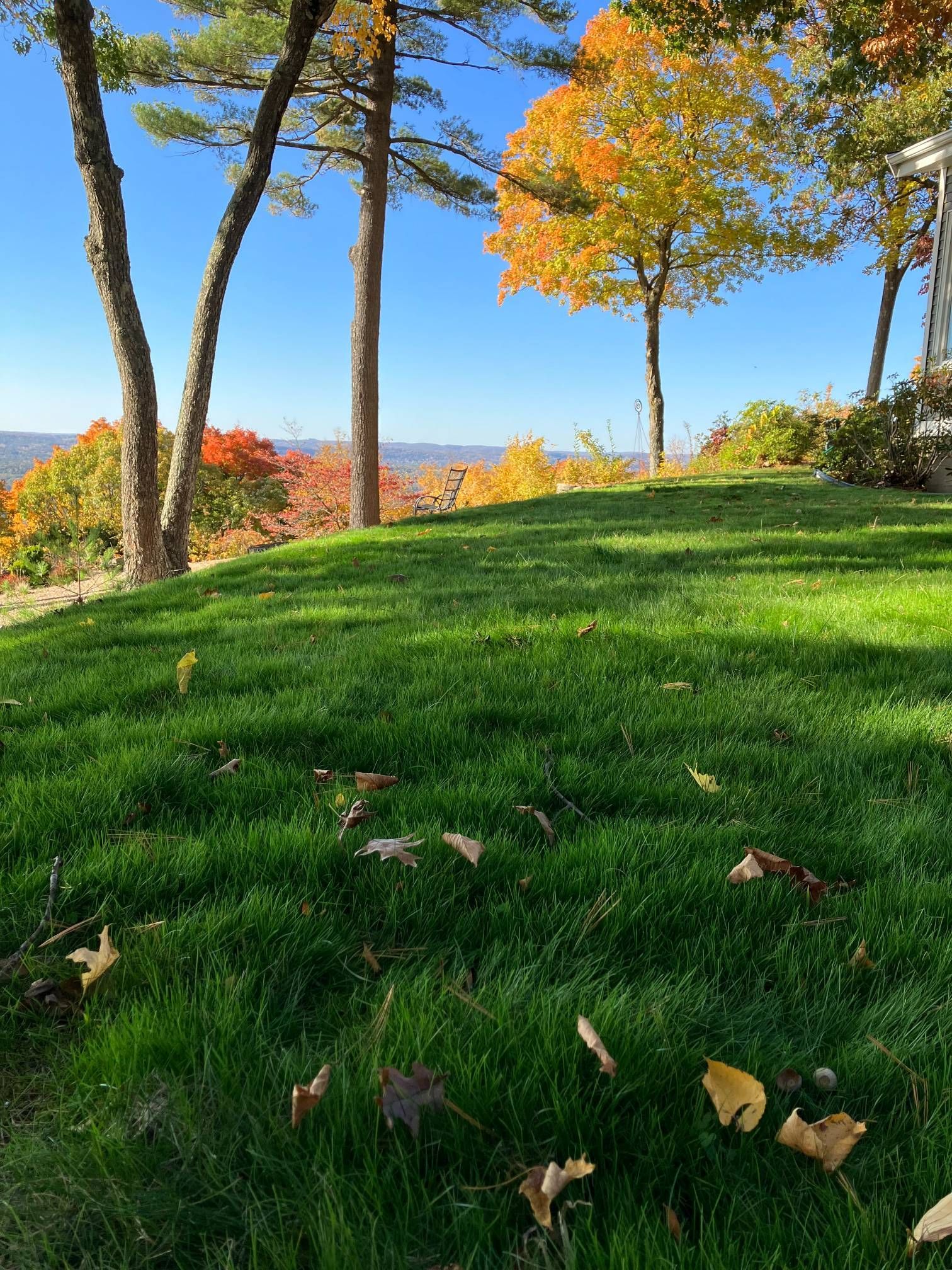 A lush green lawn with trees in the background and leaves on the ground.