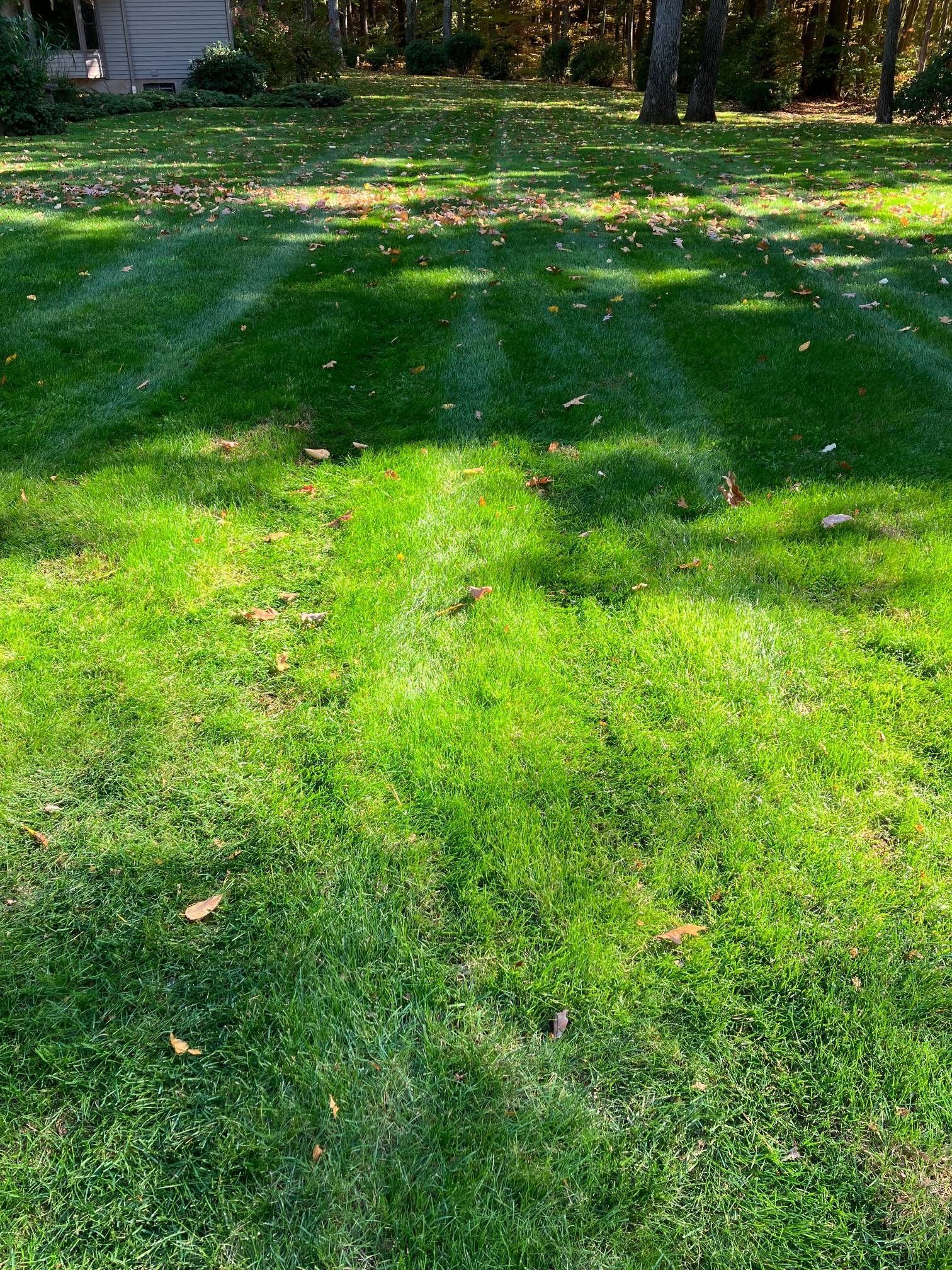 A lush green lawn with a few leaves on it