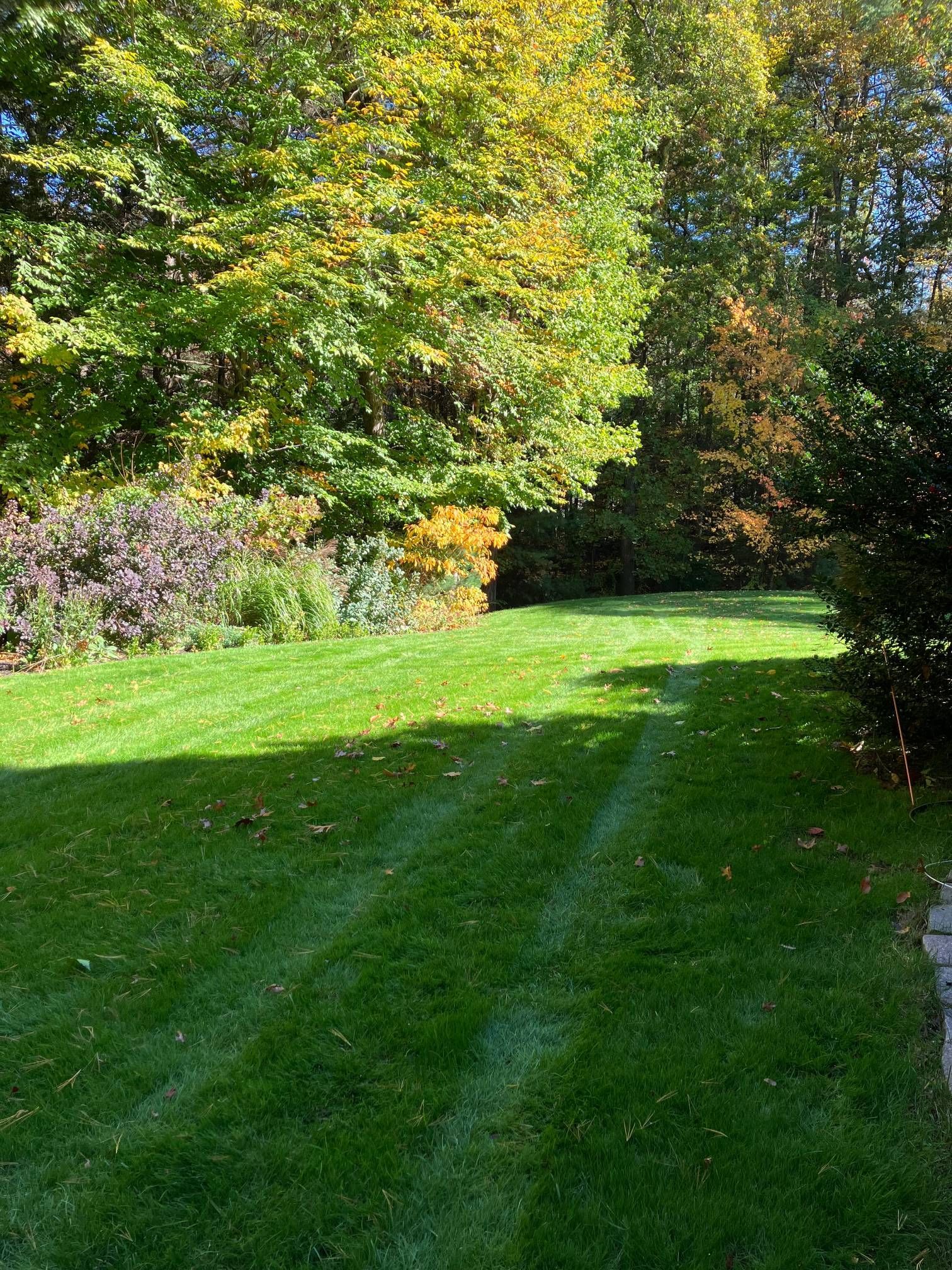 A lush green lawn with trees in the background.