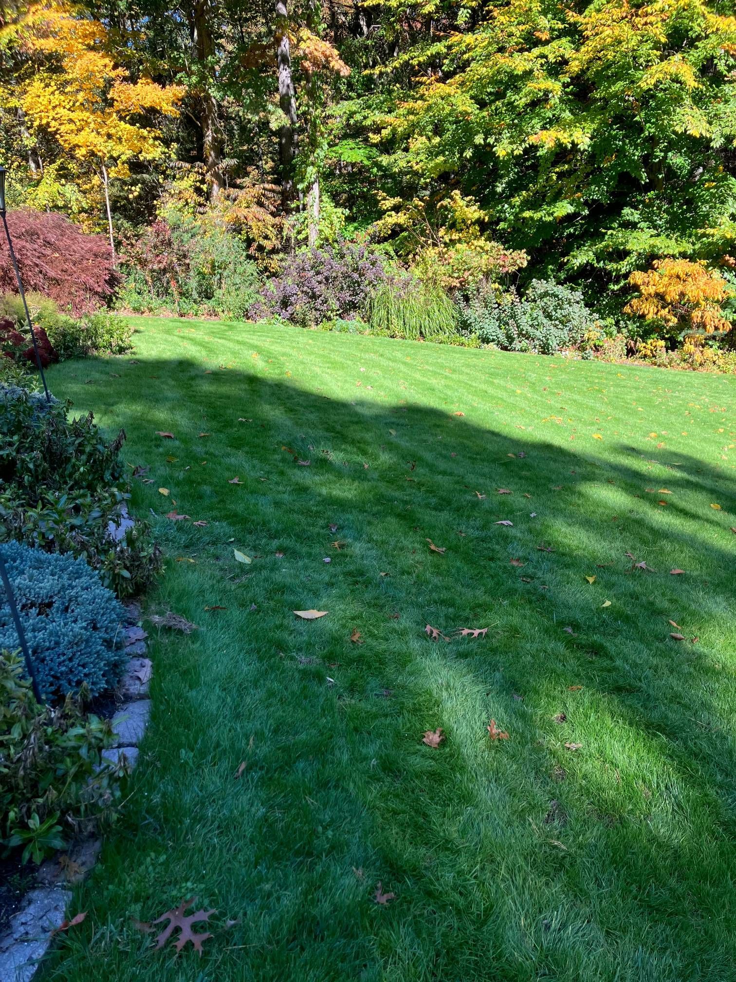 A lush green lawn with trees in the background.