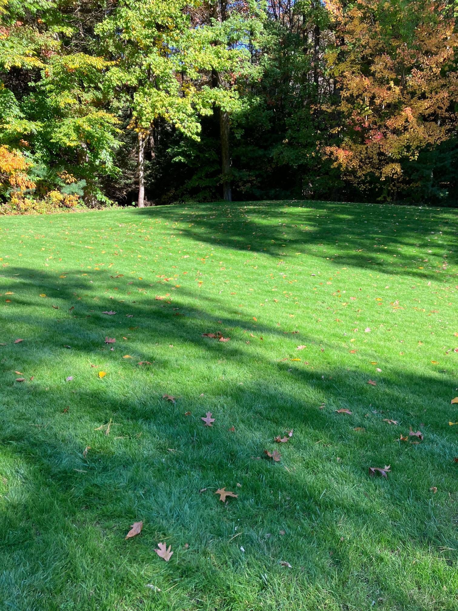 A lush green lawn with trees in the background.
