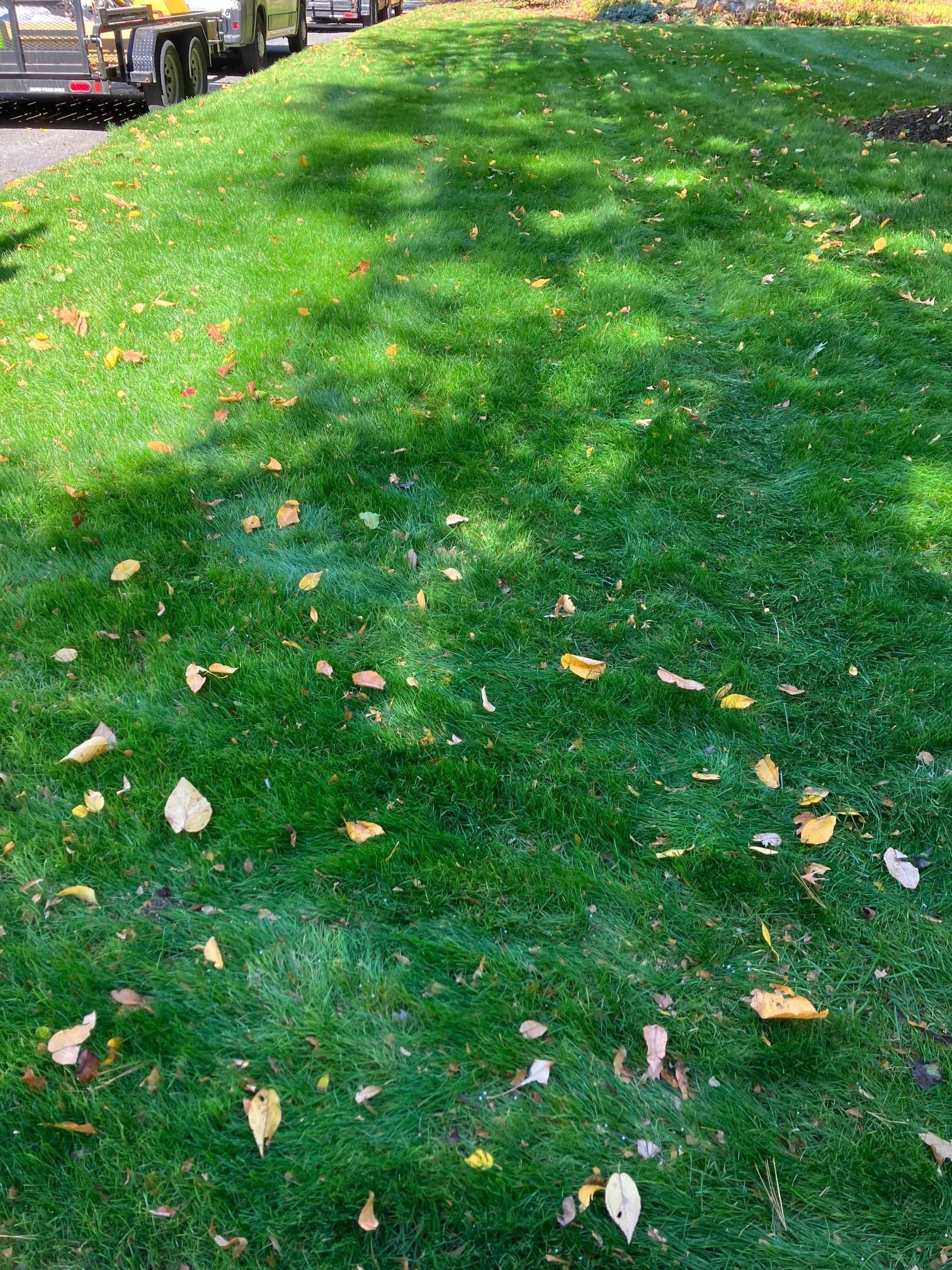 A lush green lawn with leaves on it and a truck parked on the side of the road.