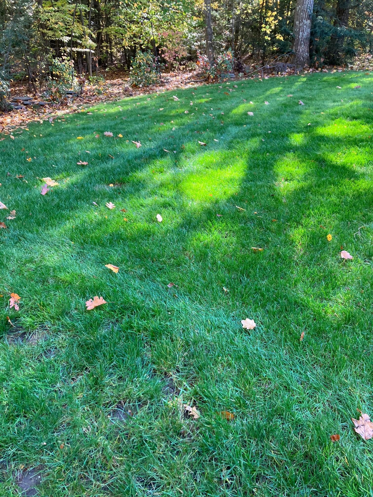 A lush green lawn with trees in the background and leaves on the ground.
