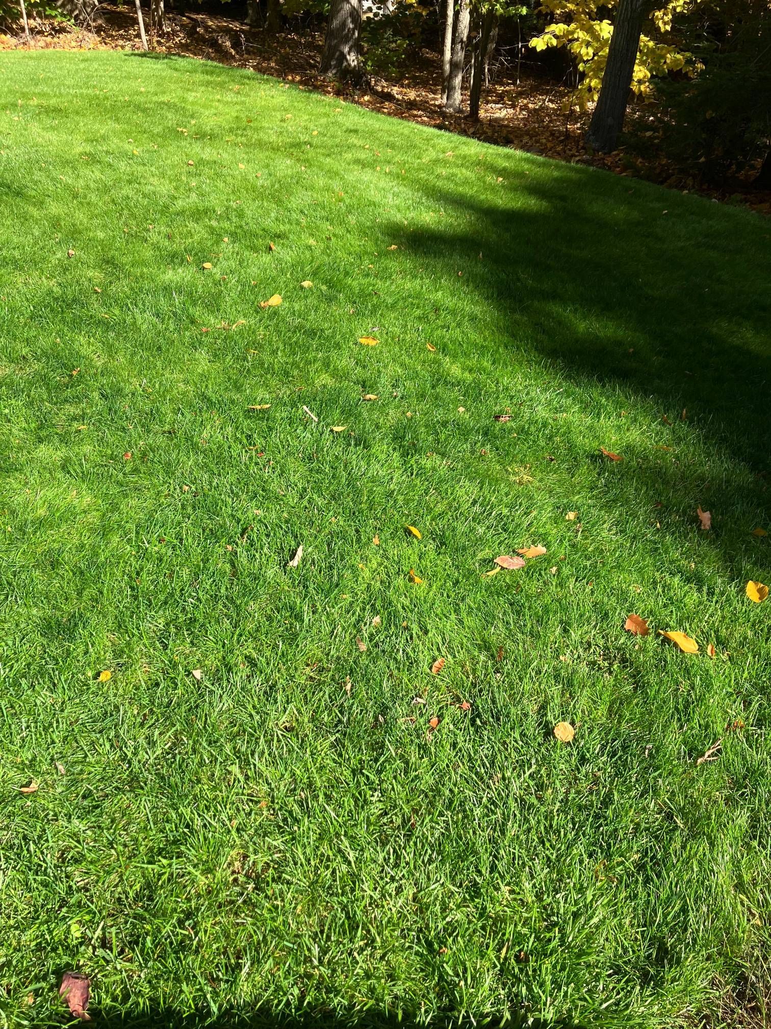 A lush green lawn with trees in the background.
