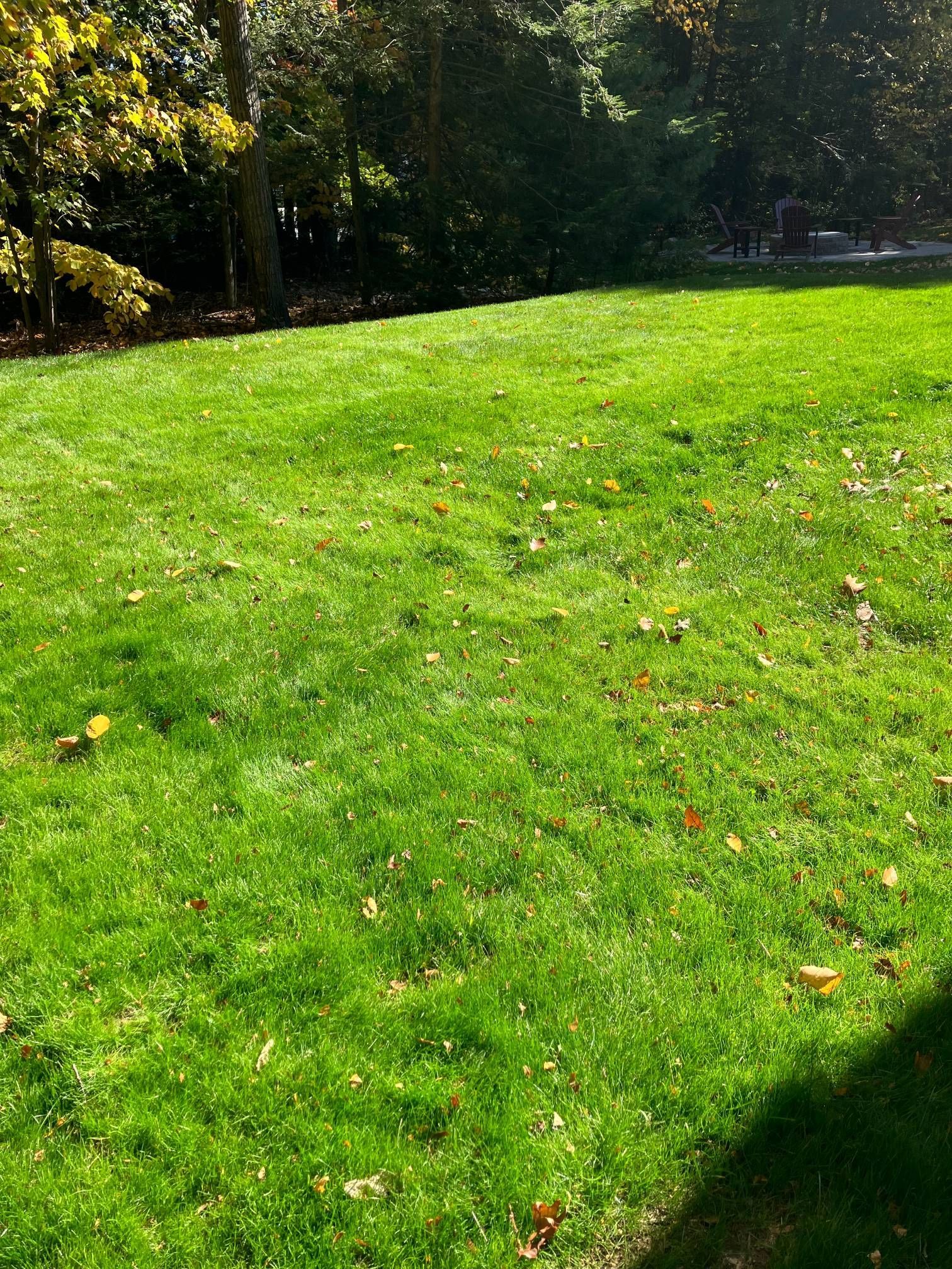 A lush green field of grass with trees in the background.