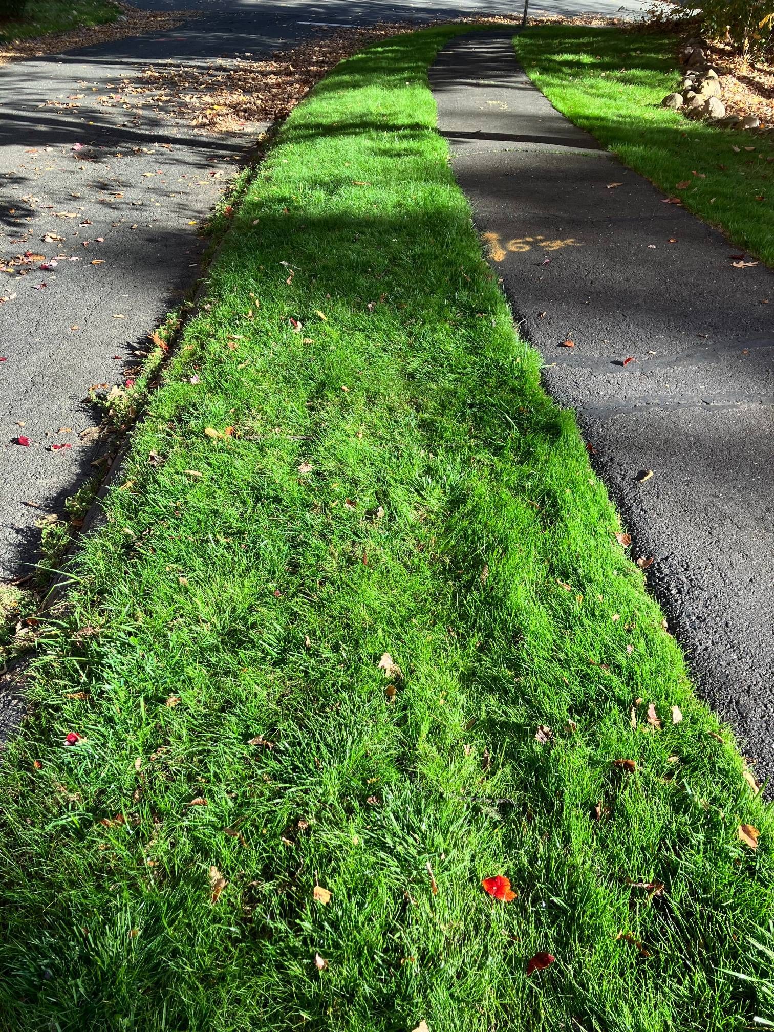 A lush green lawn along the side of a road.