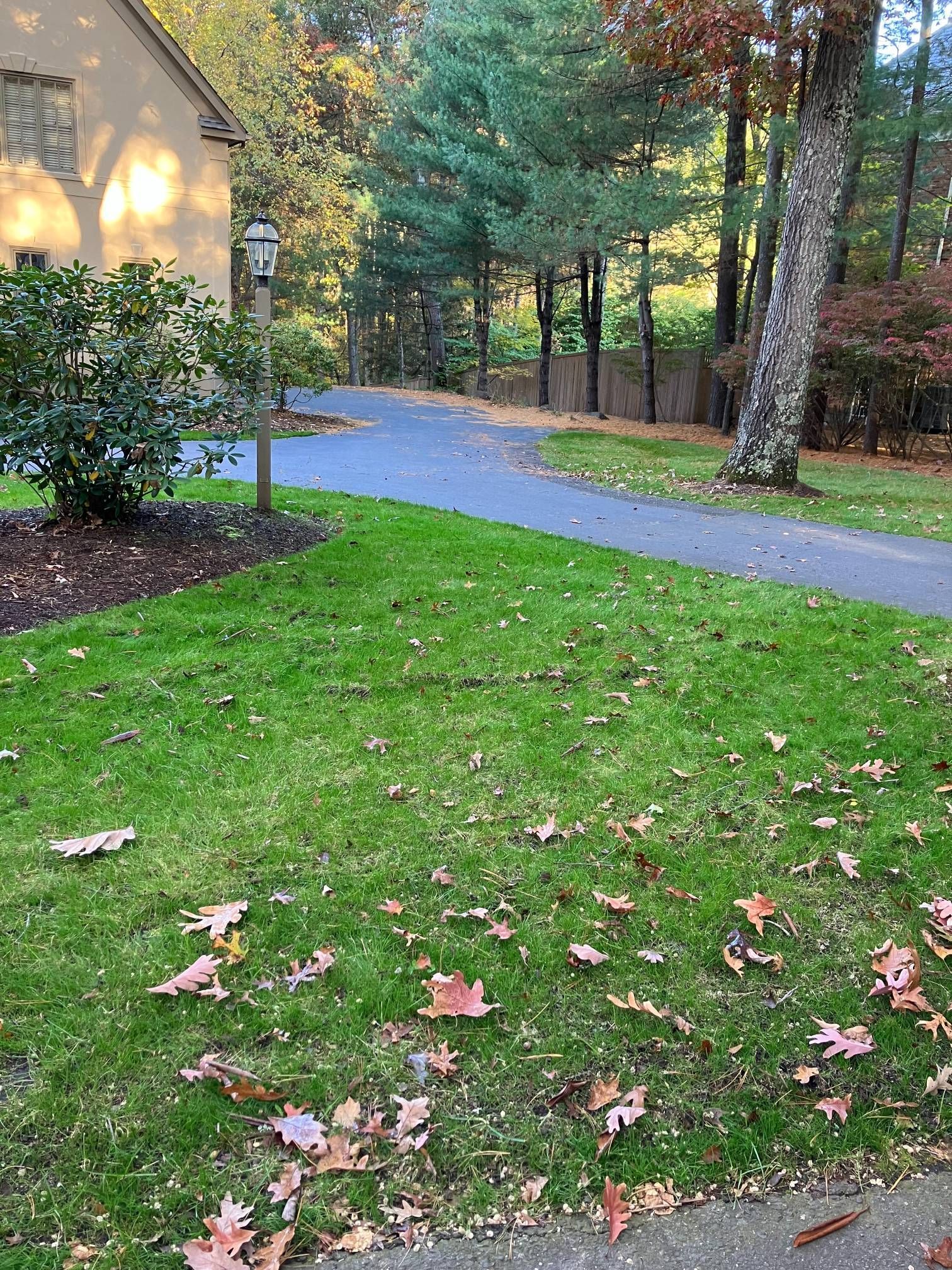A driveway leading to a house with a lot of leaves on the grass.