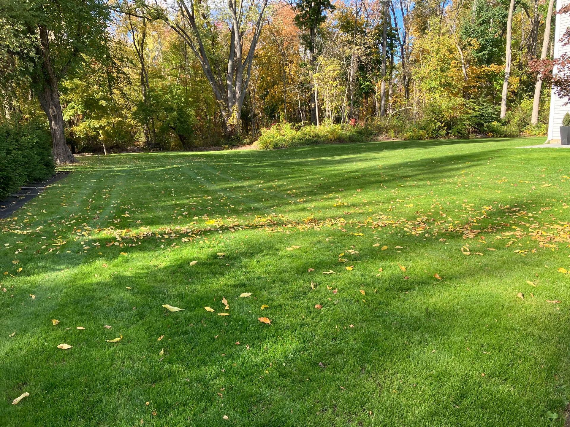 A large lush green lawn with trees in the background.