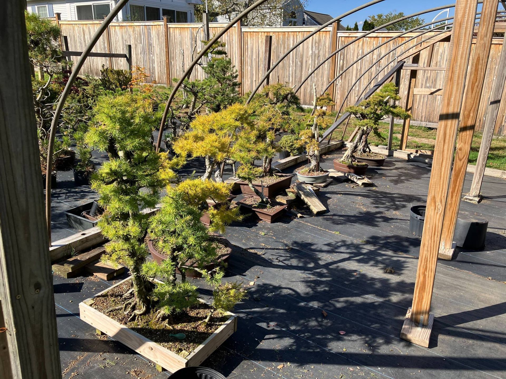 A bunch of bonsai trees are sitting on the ground in a garden.
