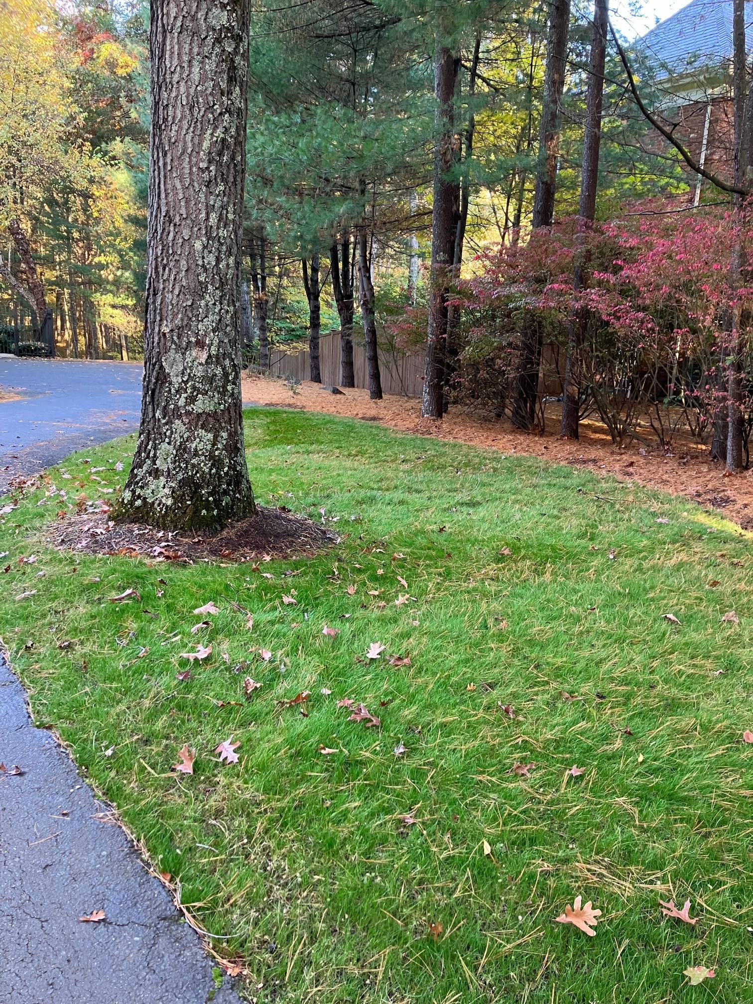 There is a tree in the middle of the grass next to a road.