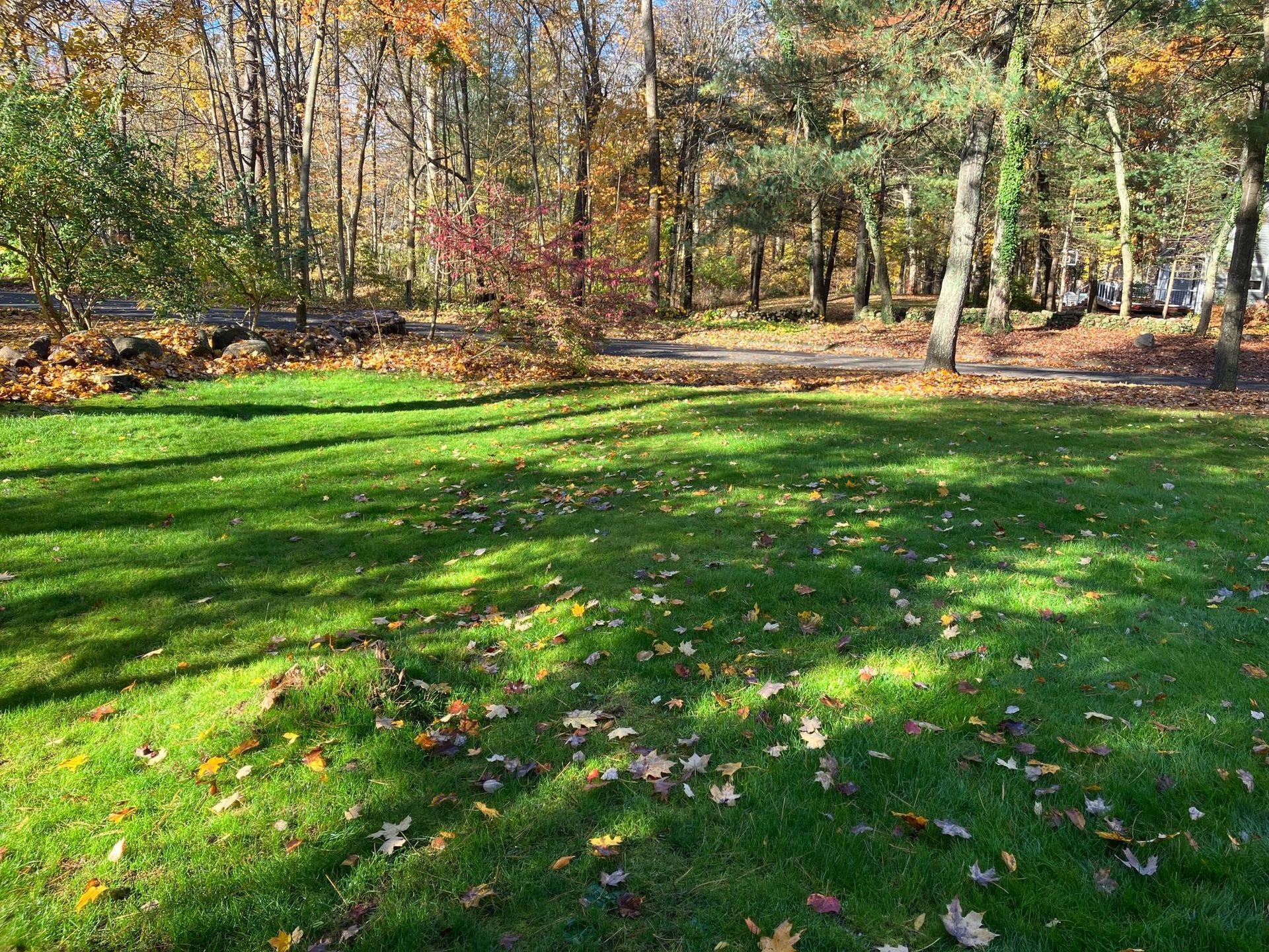 A lush green field with trees in the background and leaves on the ground.
