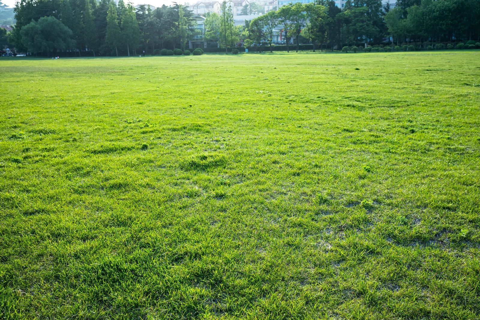 Green grassy field, trees in the background, sunny day.