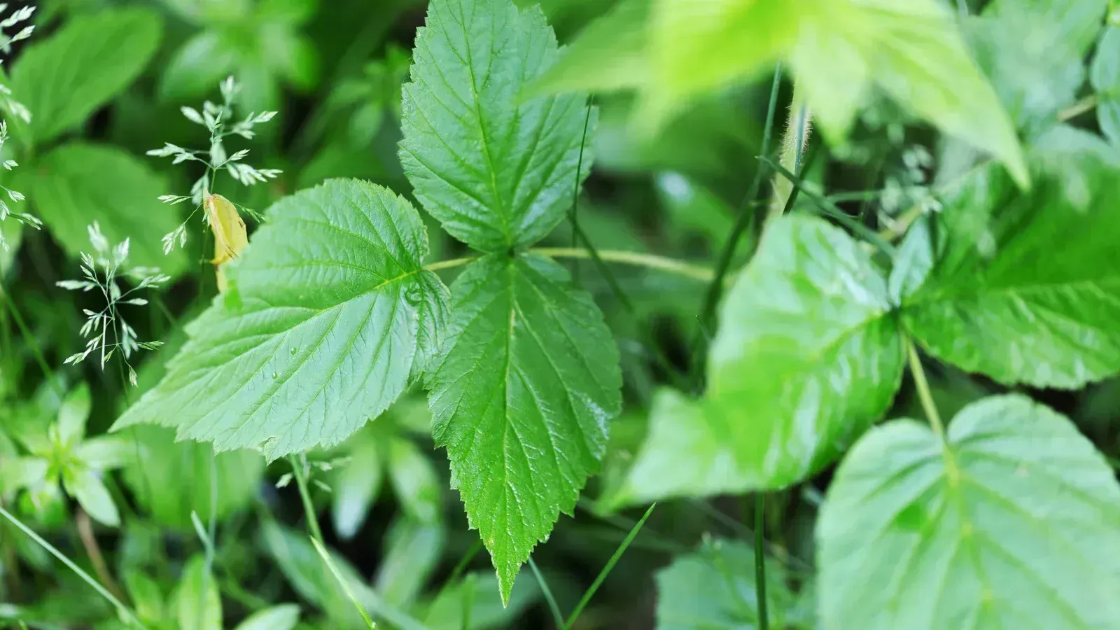 A close up of a green leaf on a plant.