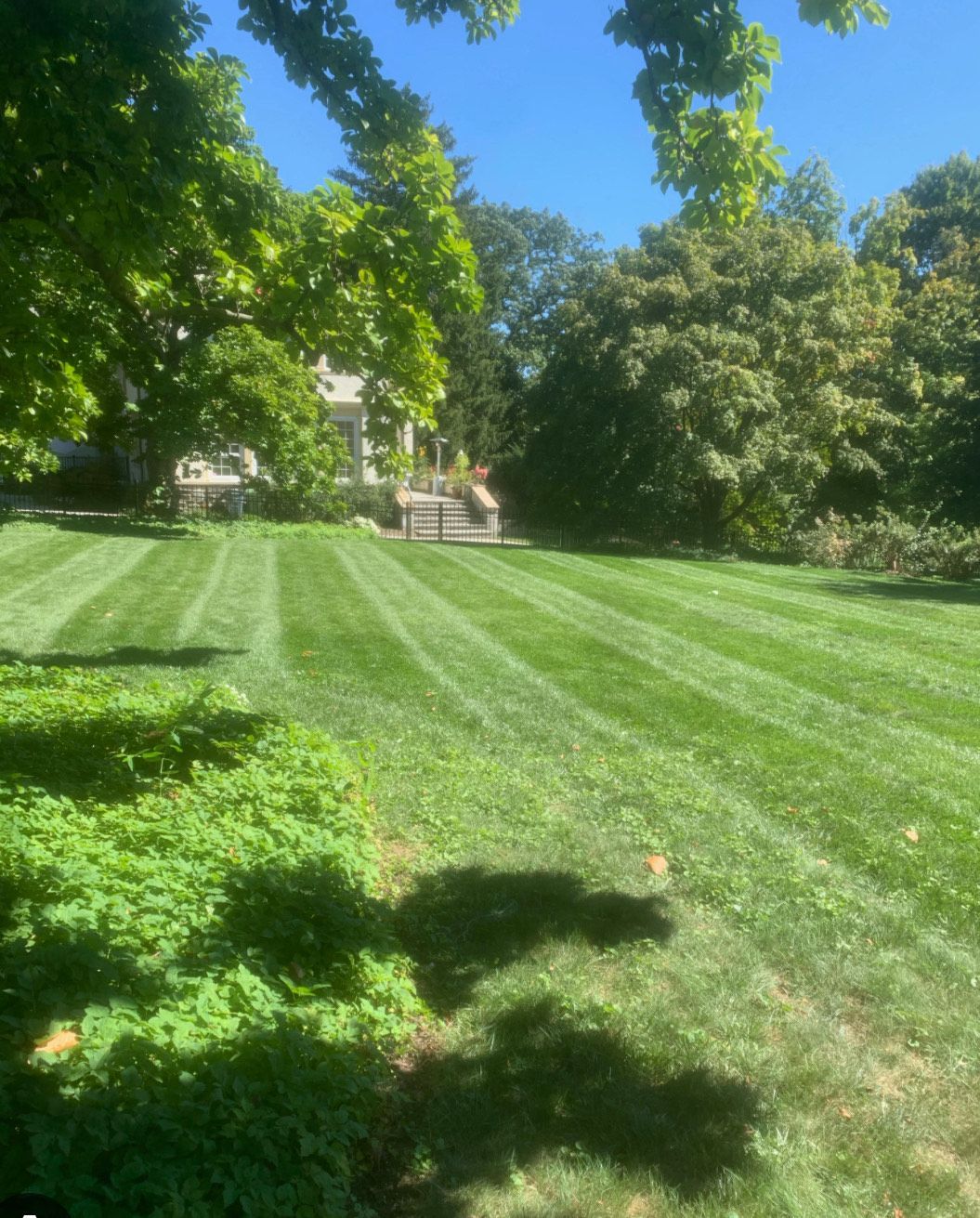 A lush green lawn with trees in the background and a house in the background.