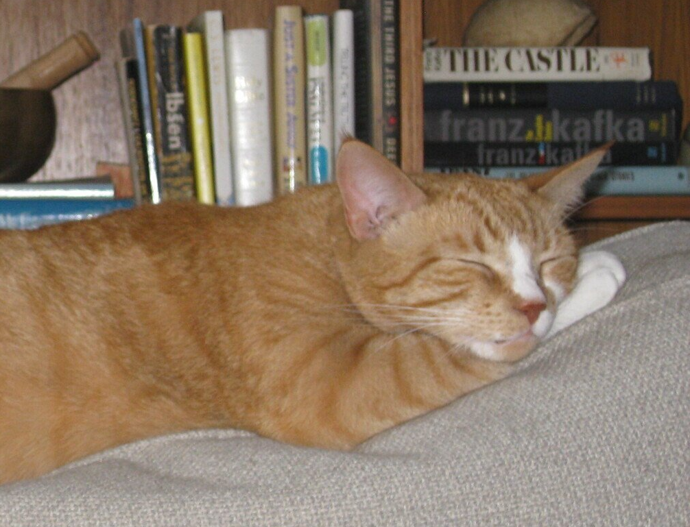 NEKCAHVT ginger kitty sleeping on a couch