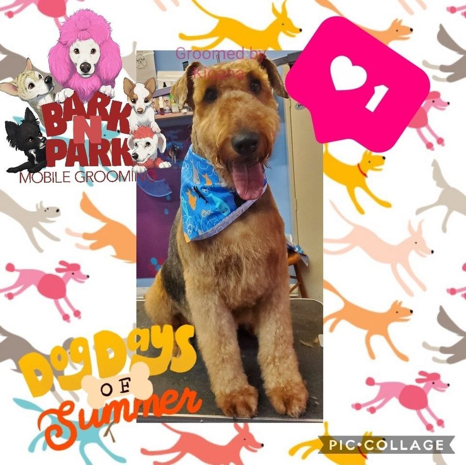 Professionally Groomed Dogs Kent County, RI Bark N Park