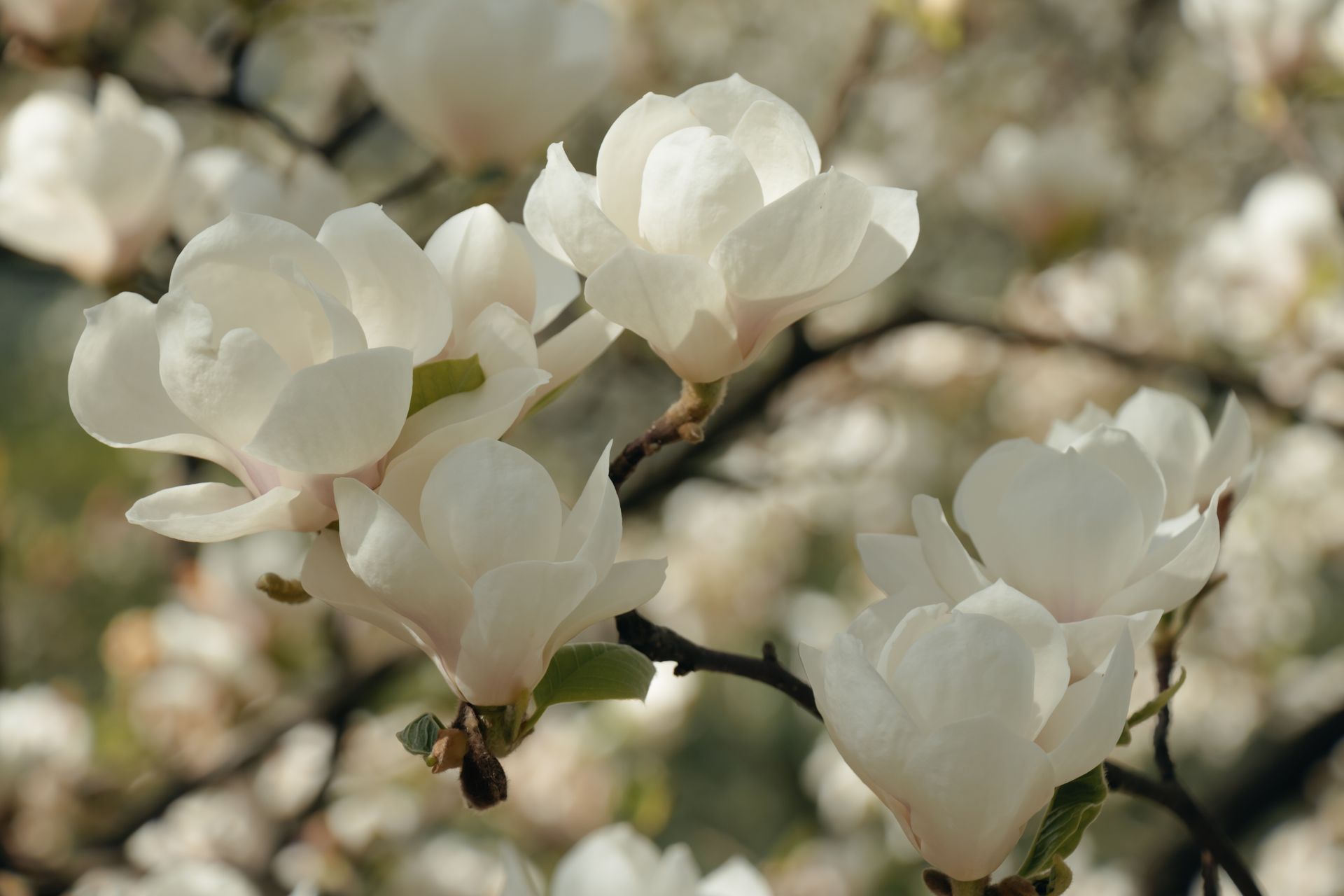 A vibrant cluster of pink and white hyacinth flowers in full bloom.