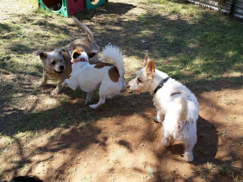 Three Dogs Are Playing With Each Other In The Dirt — Pawz N Clawz Pet Accommodation In Ciccone, NT