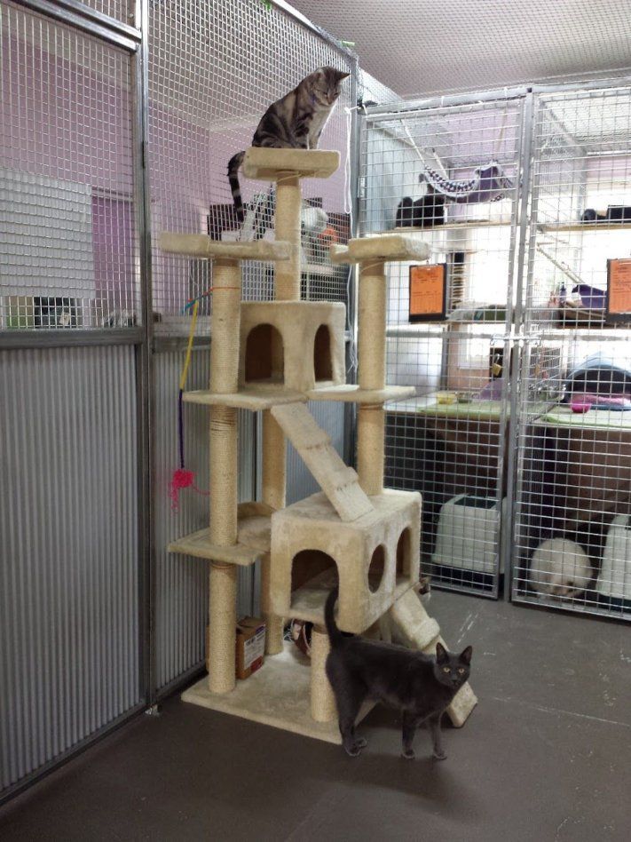 Two Cats Are Playing On A Cat Tree In A Cage — Pawz N Clawz Pet Accommodation In Ciccone, NT