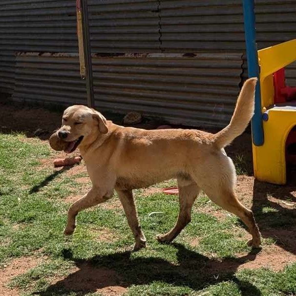 A Dog Is Walking In The Grass With A Ball In Its Mouth — Pawz N Clawz Pet Accommodation In Ciccone, NT