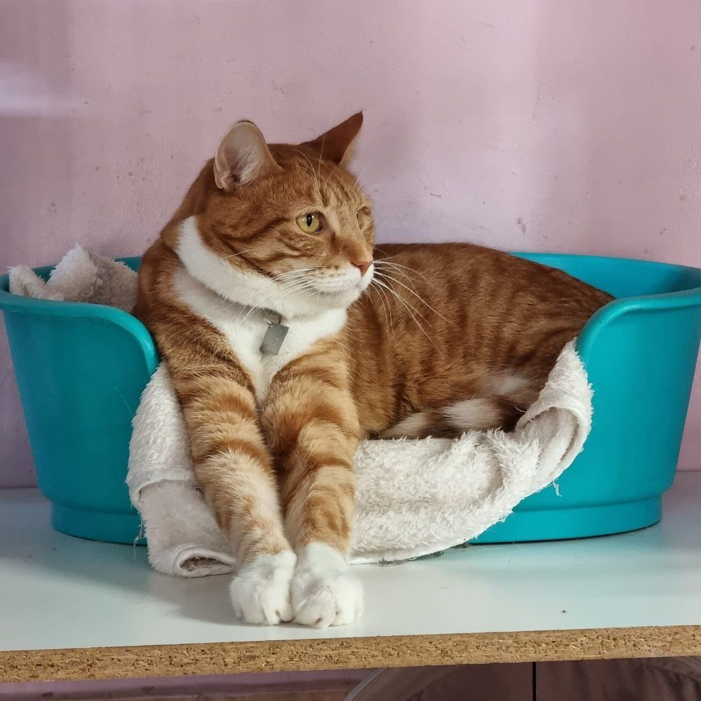 A Cat Is Laying In A Blue Bowl On A Table — Pawz N Clawz Pet Accommodation In Ciccone, NT
