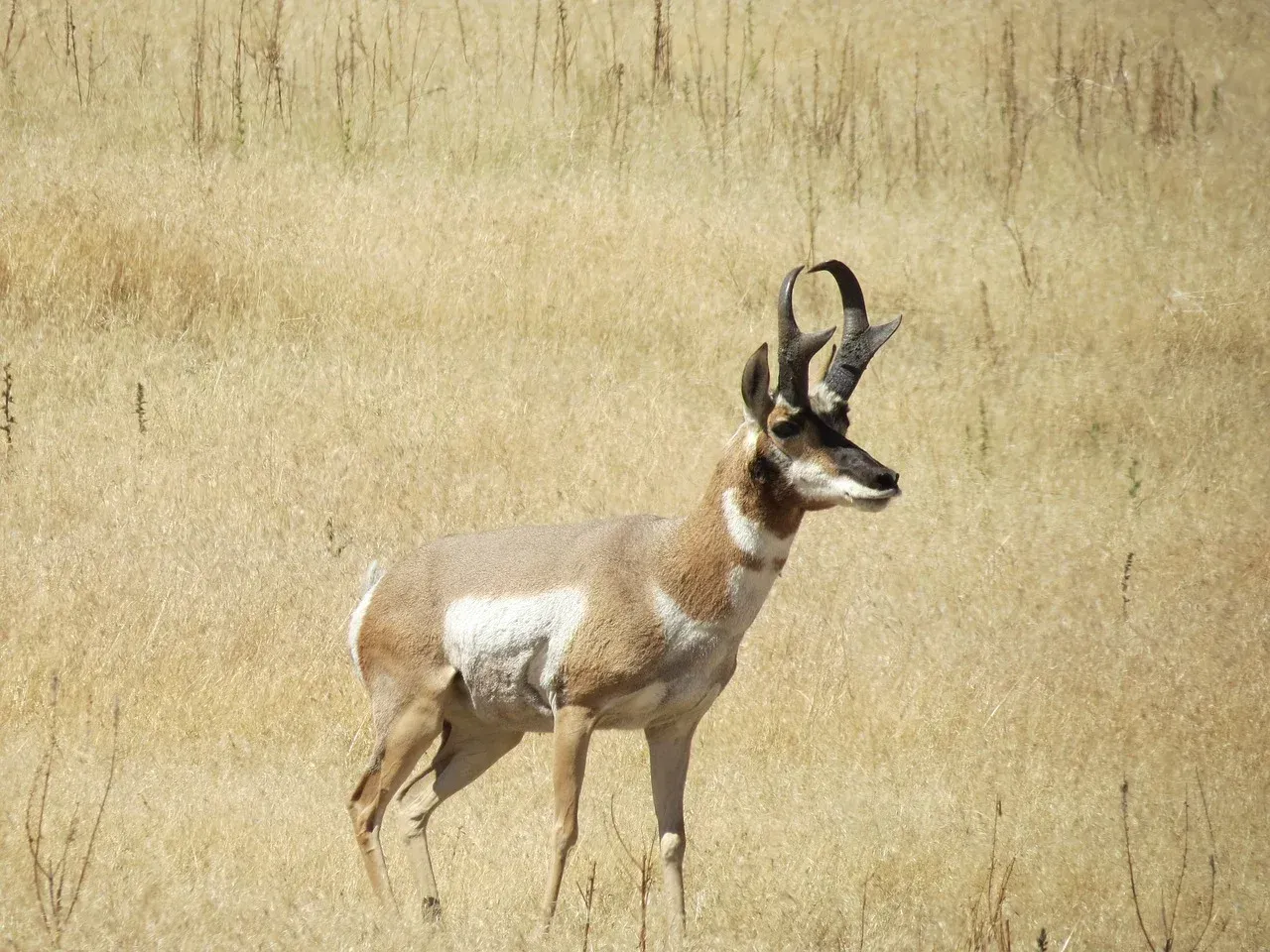 A antelope standing in a field of dry grass.