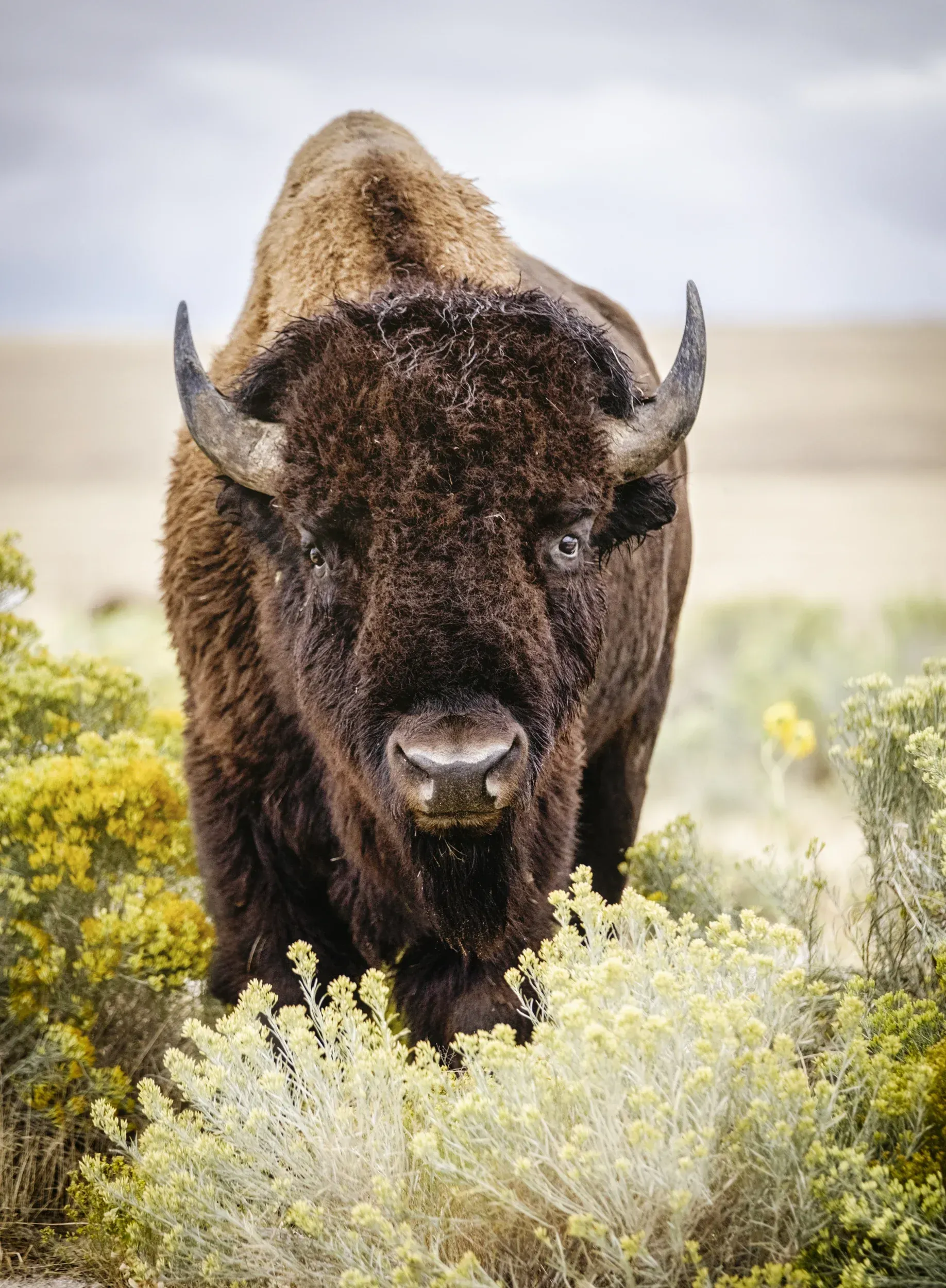 A bison is standing in a field of tall grass and looking at the camera.