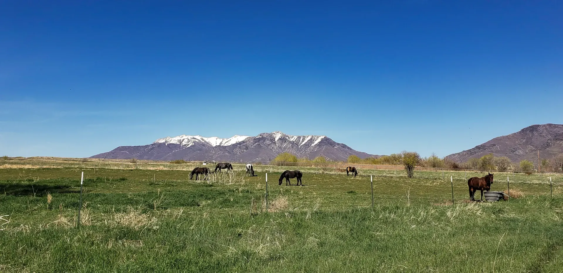 A herd of horses grazing in a grassy field with mountains in the background.