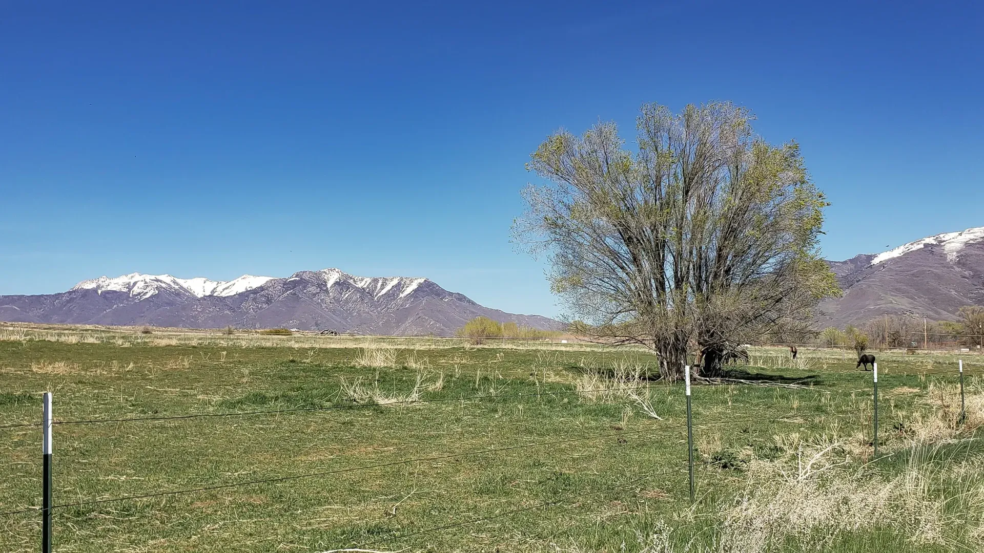 There is a tree in the middle of a field with mountains in the background.