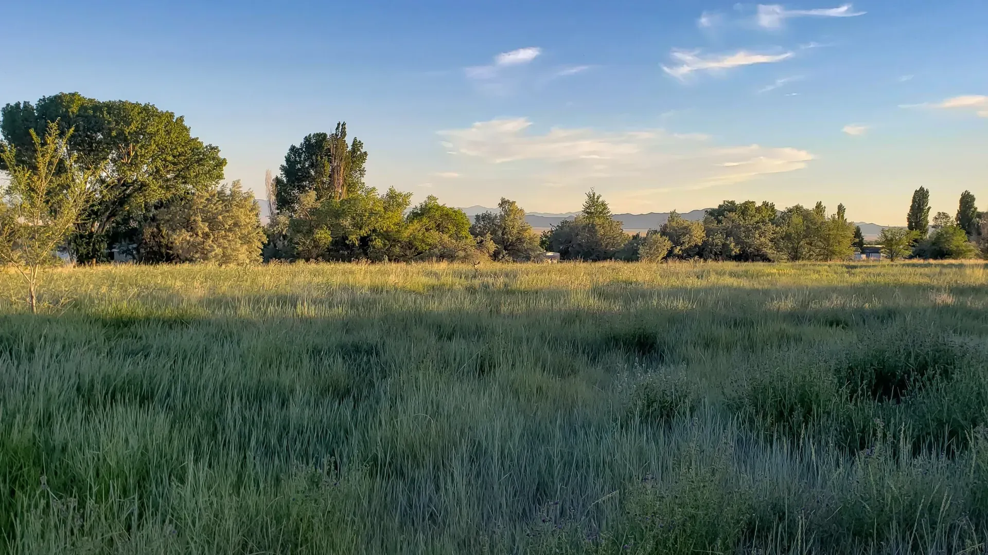 A large grassy field with trees in the background on a sunny day.