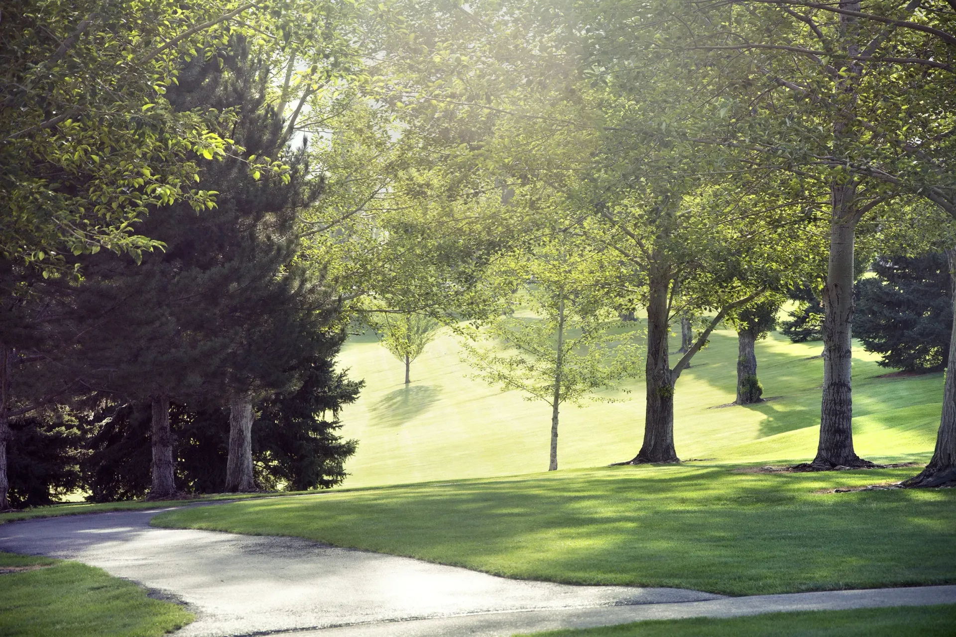 A path in a park surrounded by trees and grass