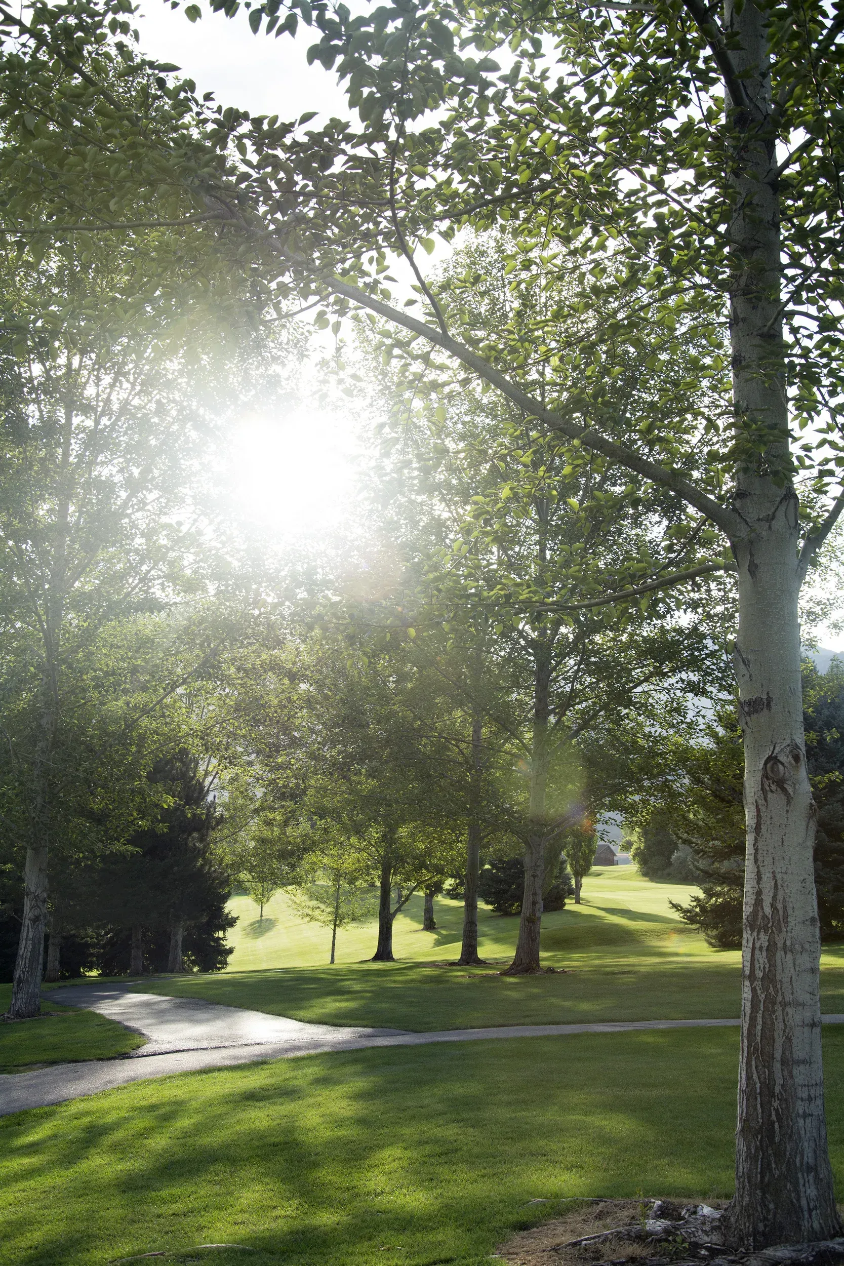 The sun is shining through the trees in a park