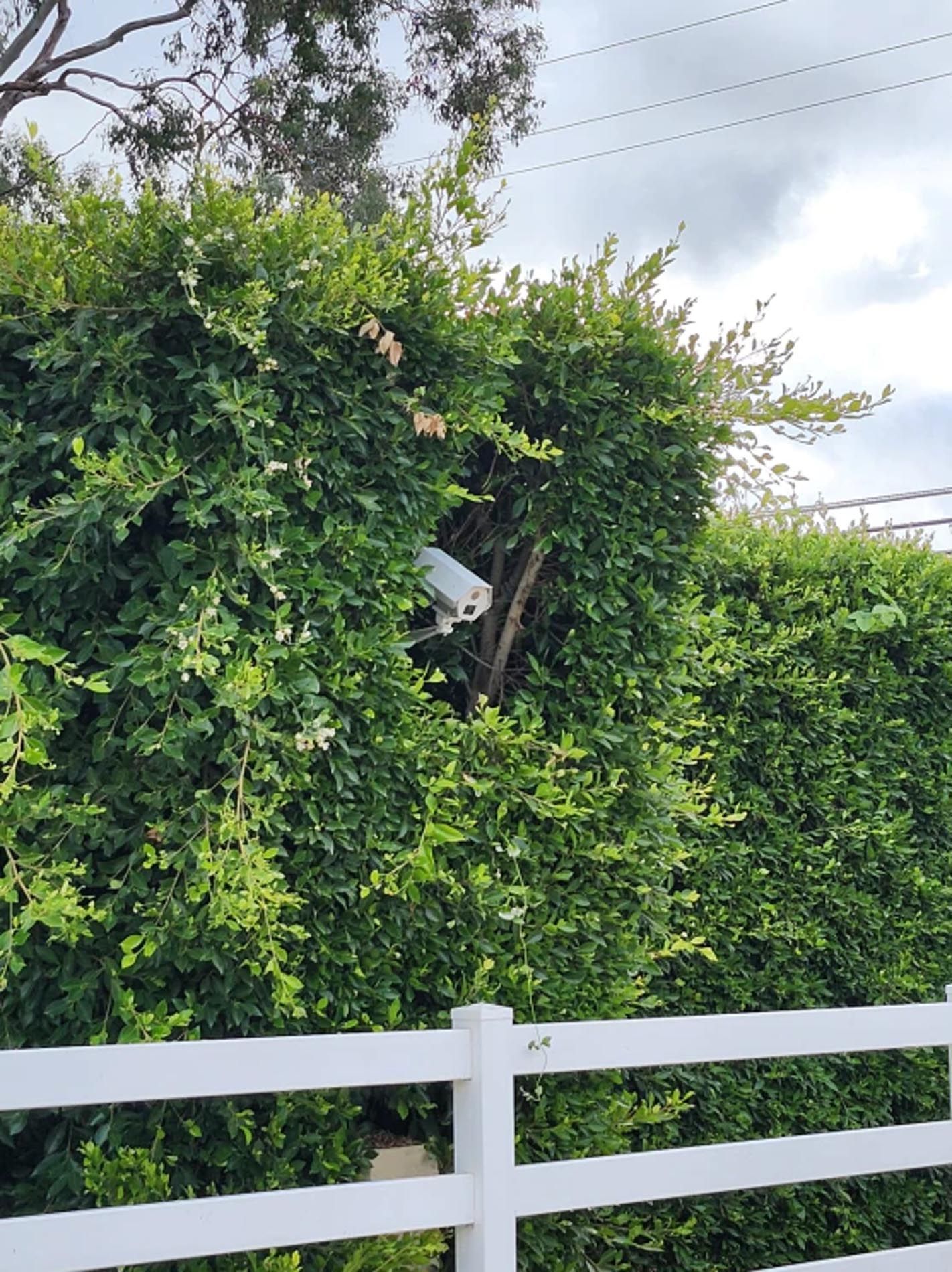 A white fence is surrounded by a lush green hedge