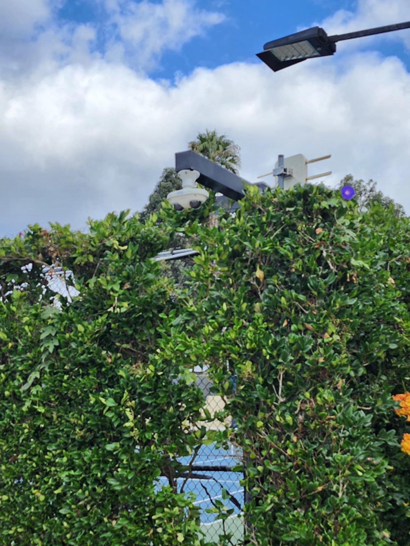 A tree with lots of leaves and a street light in the background