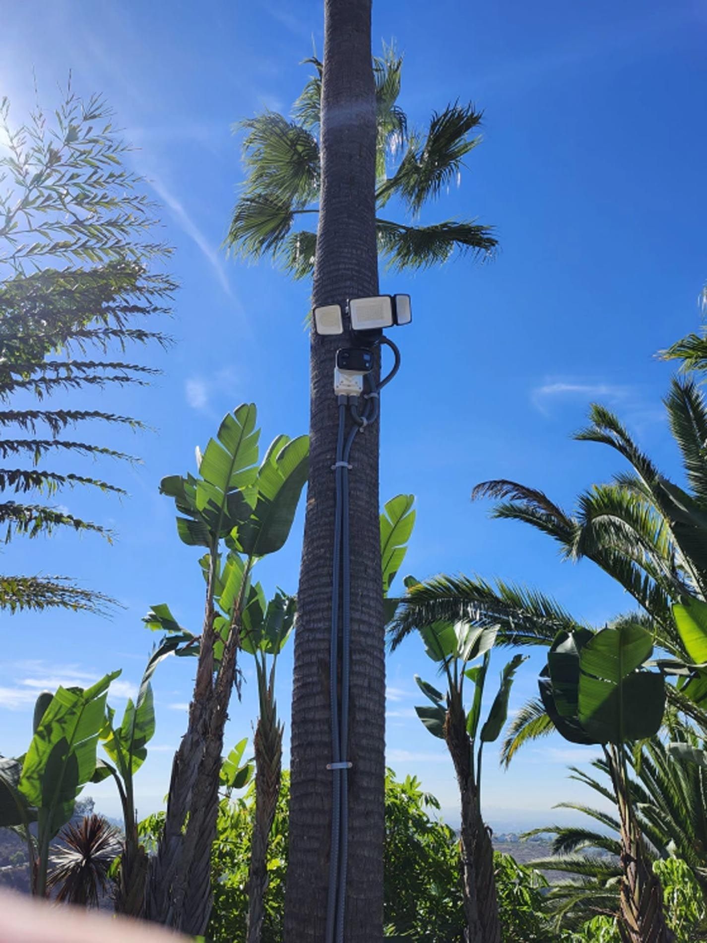 A palm tree with a camera attached to it
