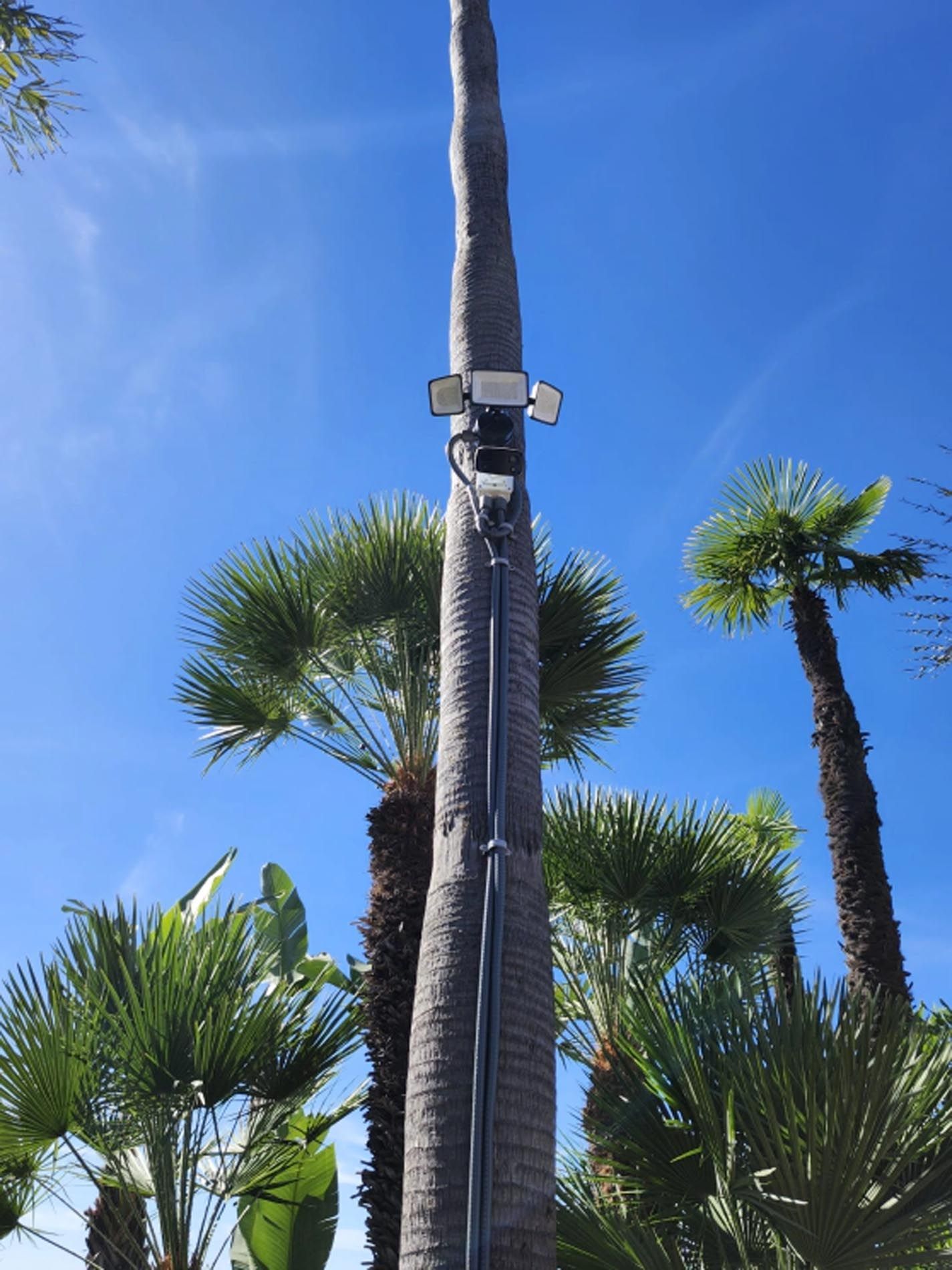 A palm tree with a camera attached to it