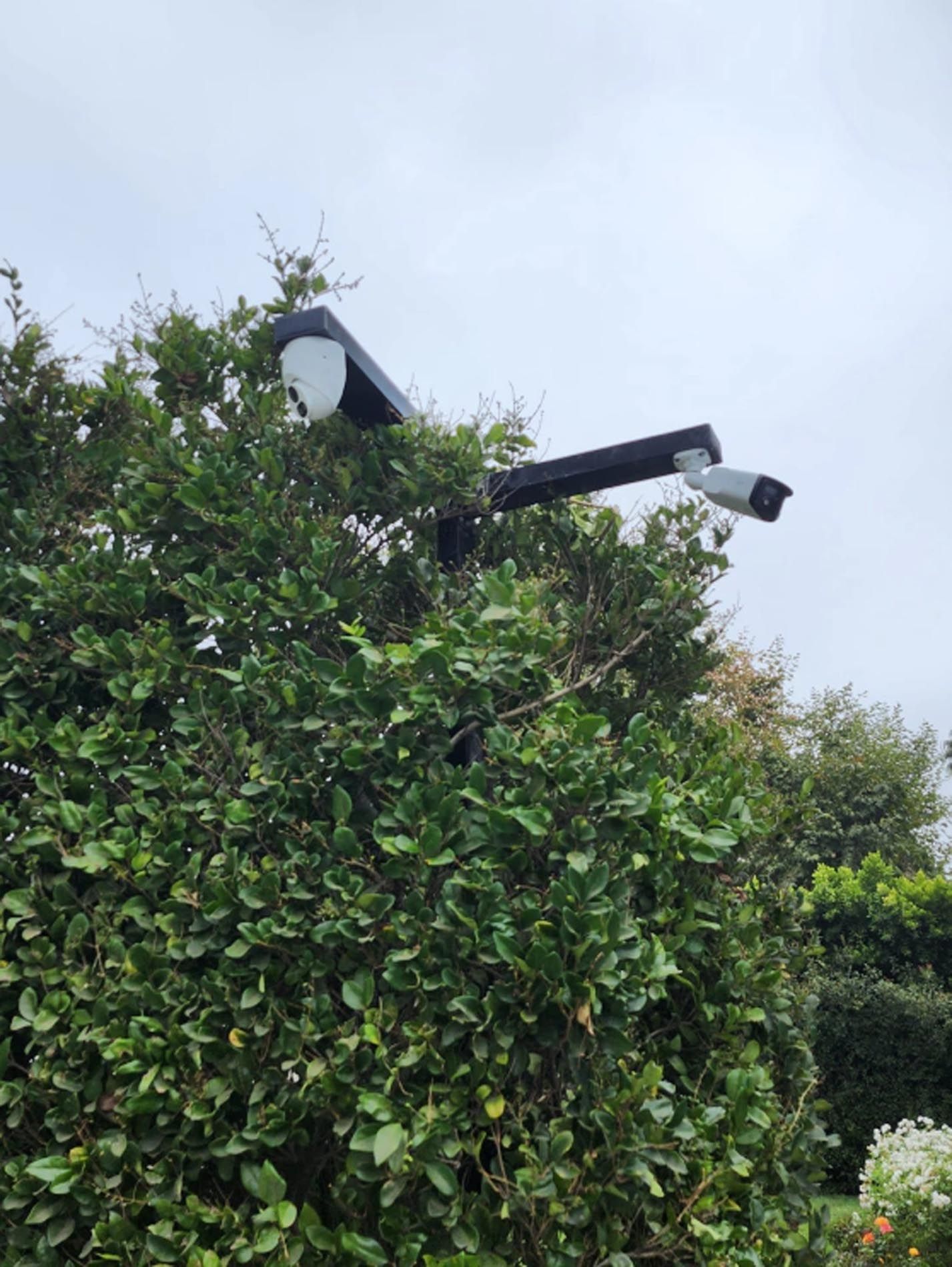 A security camera is sitting on top of a bush.