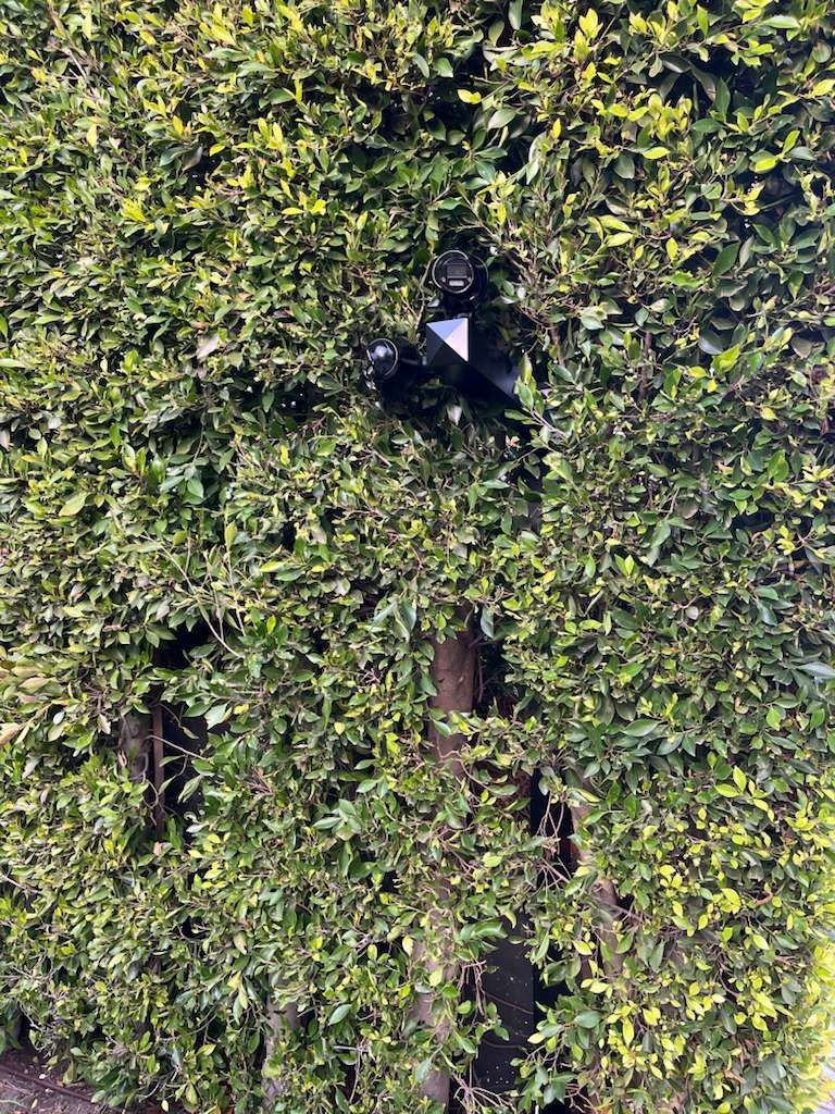 Green hedge with a black metal post in the center.