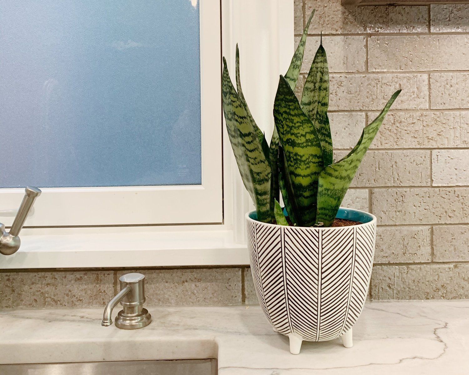 A potted snake plant in a decorative, patterned white pot sits on a marble counter next to a kitchen sink and window.