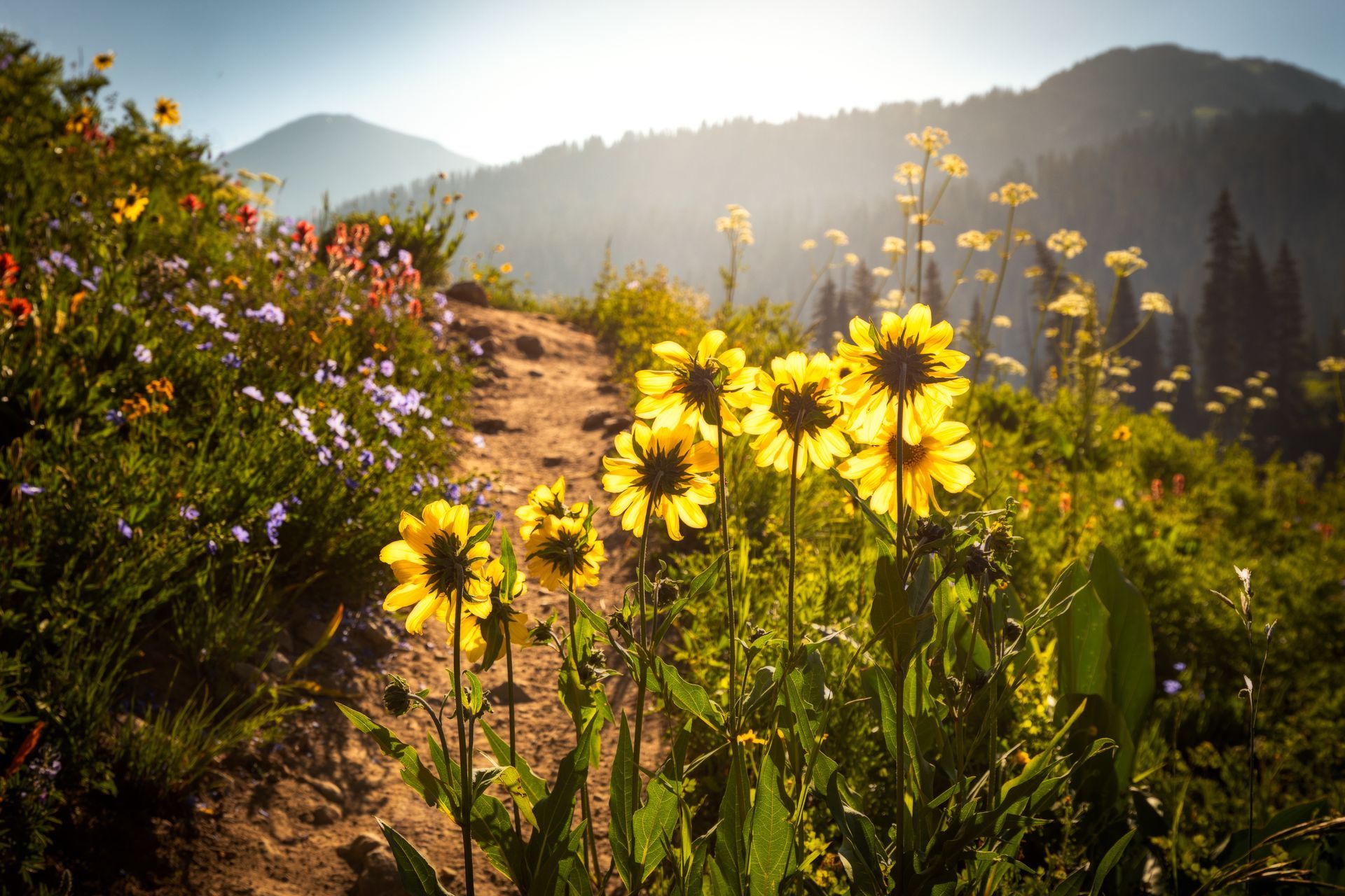 A field of flowers along a dirt path with mountains in the background.