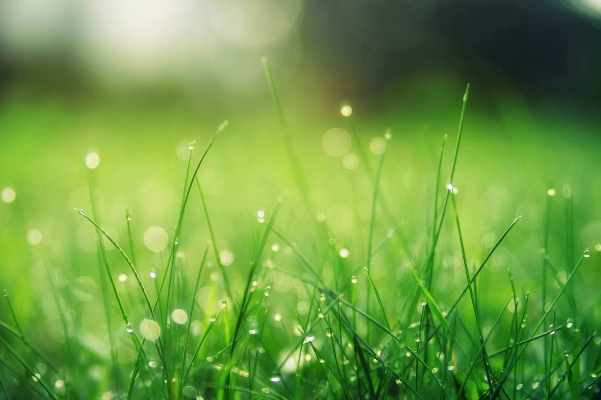 A close up of a field of green grass with water drops on it.