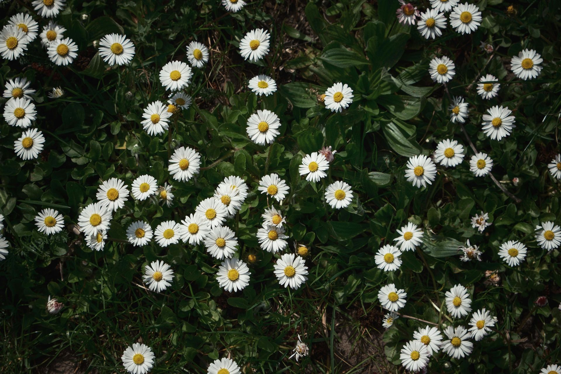 A field of daisies growing in the grass.