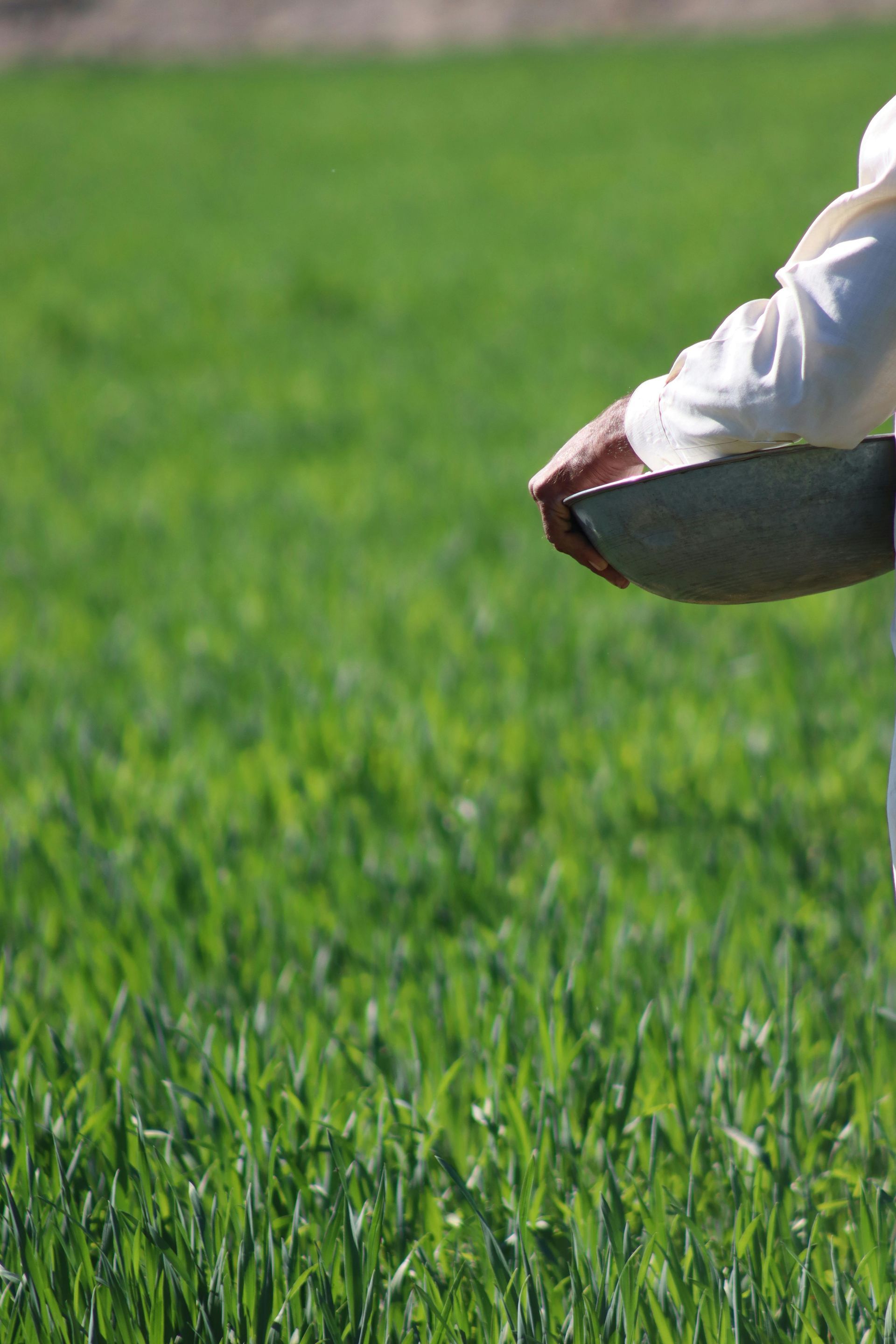 A person is spreading fertilizer on a lush green field.