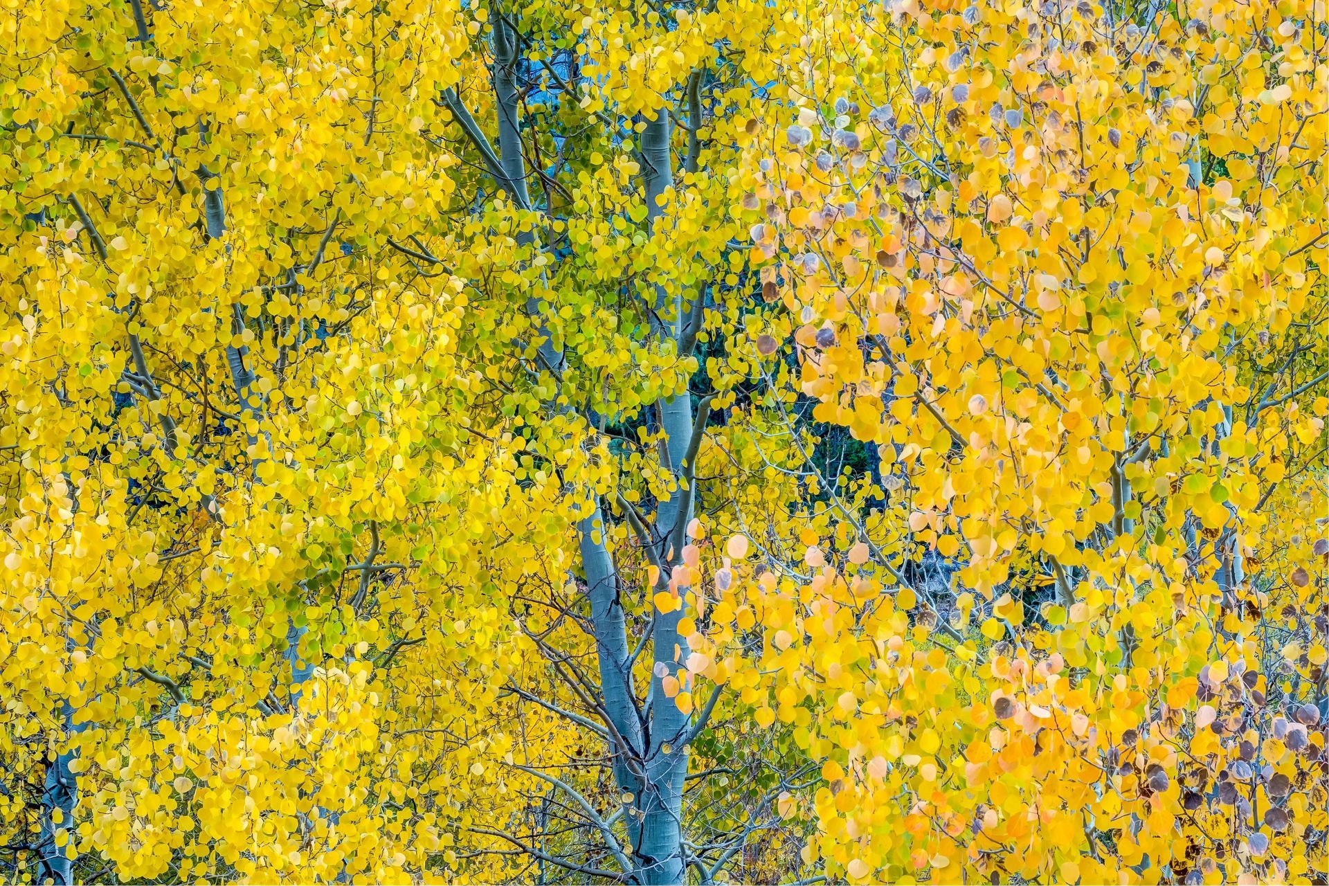 A close up of a tree with yellow leaves on it.