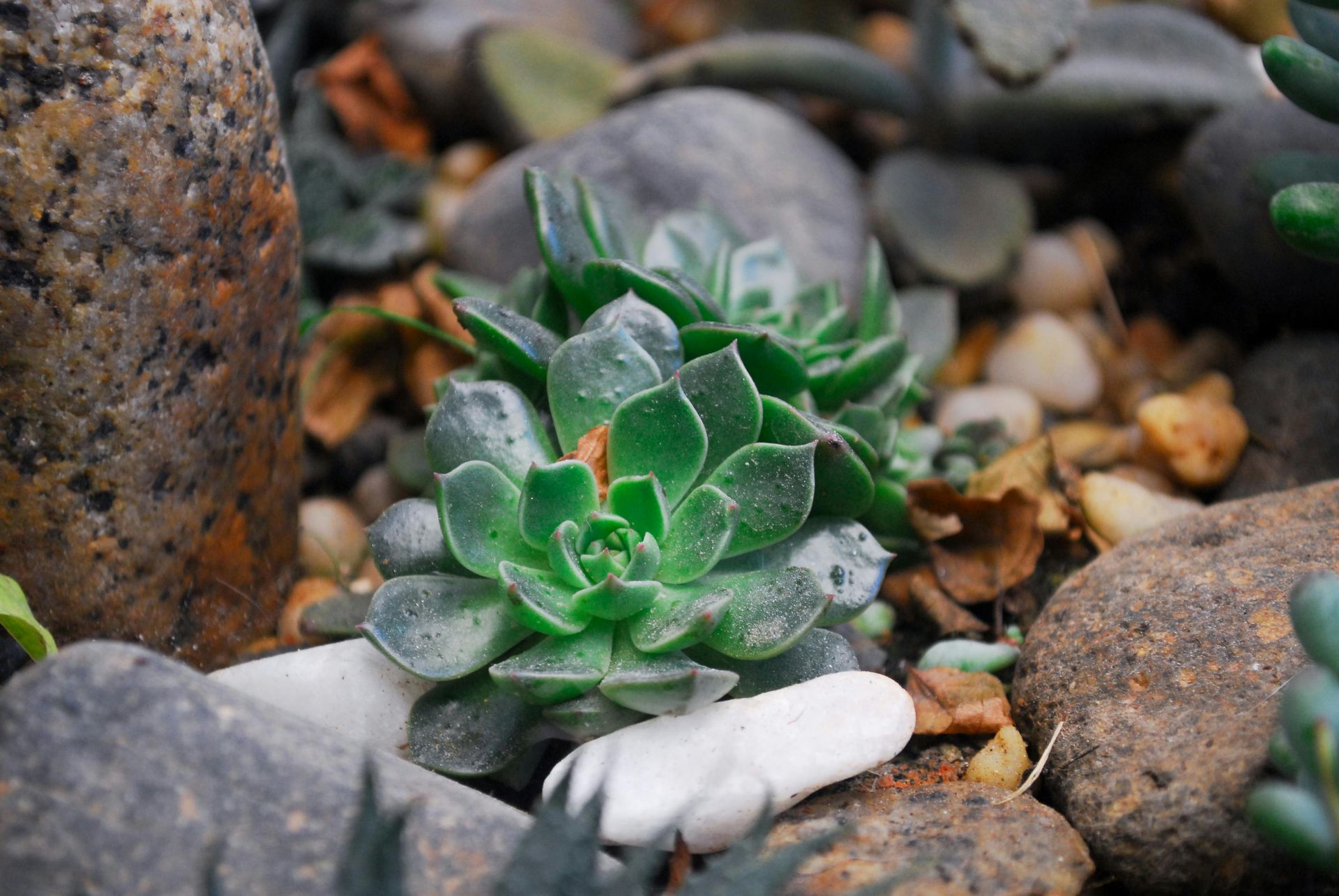 A small green succulent plant is growing in a rock garden.