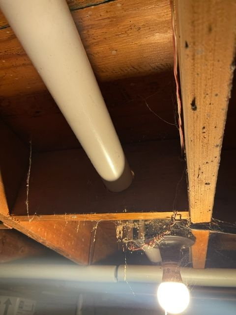 View from below of wooden joists and a white pipe angled down. A light bulb hangs below, with cobwebs.