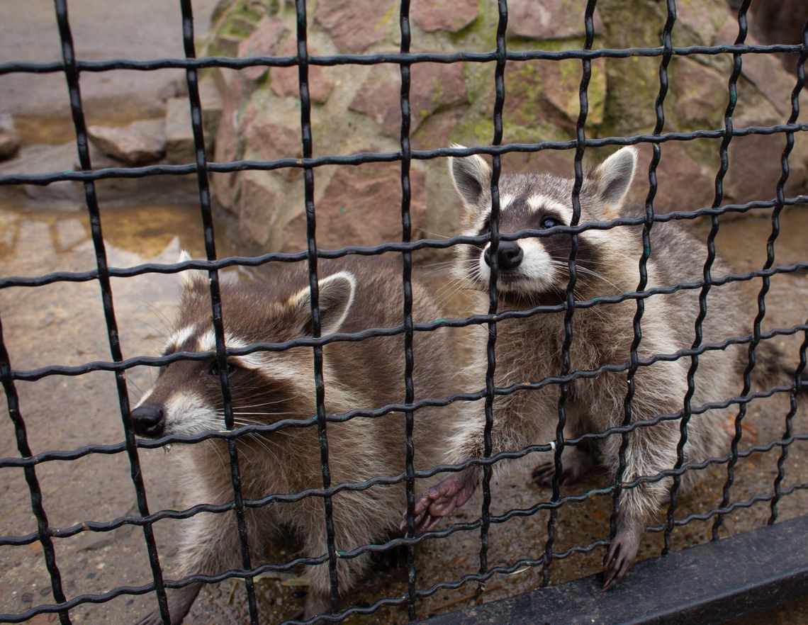 Two raccoons are behind a wire fence.