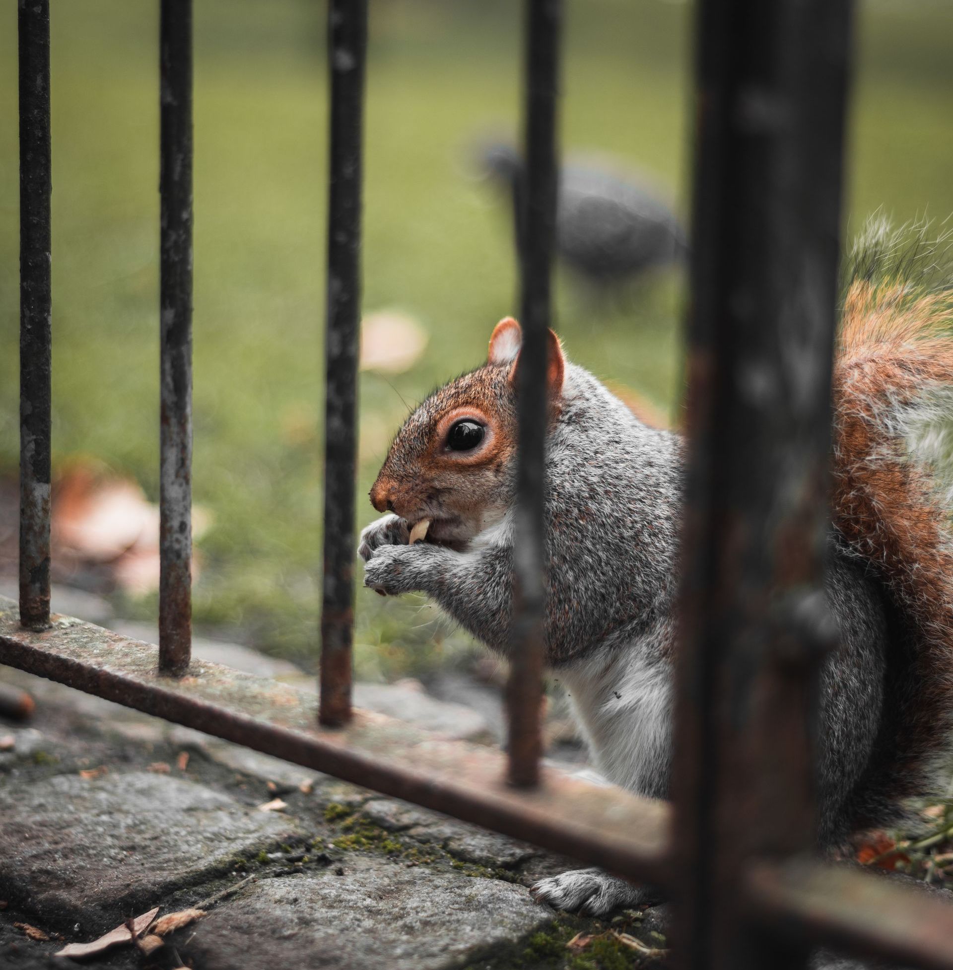 A squirrel is eating a nut behind a metal fence.